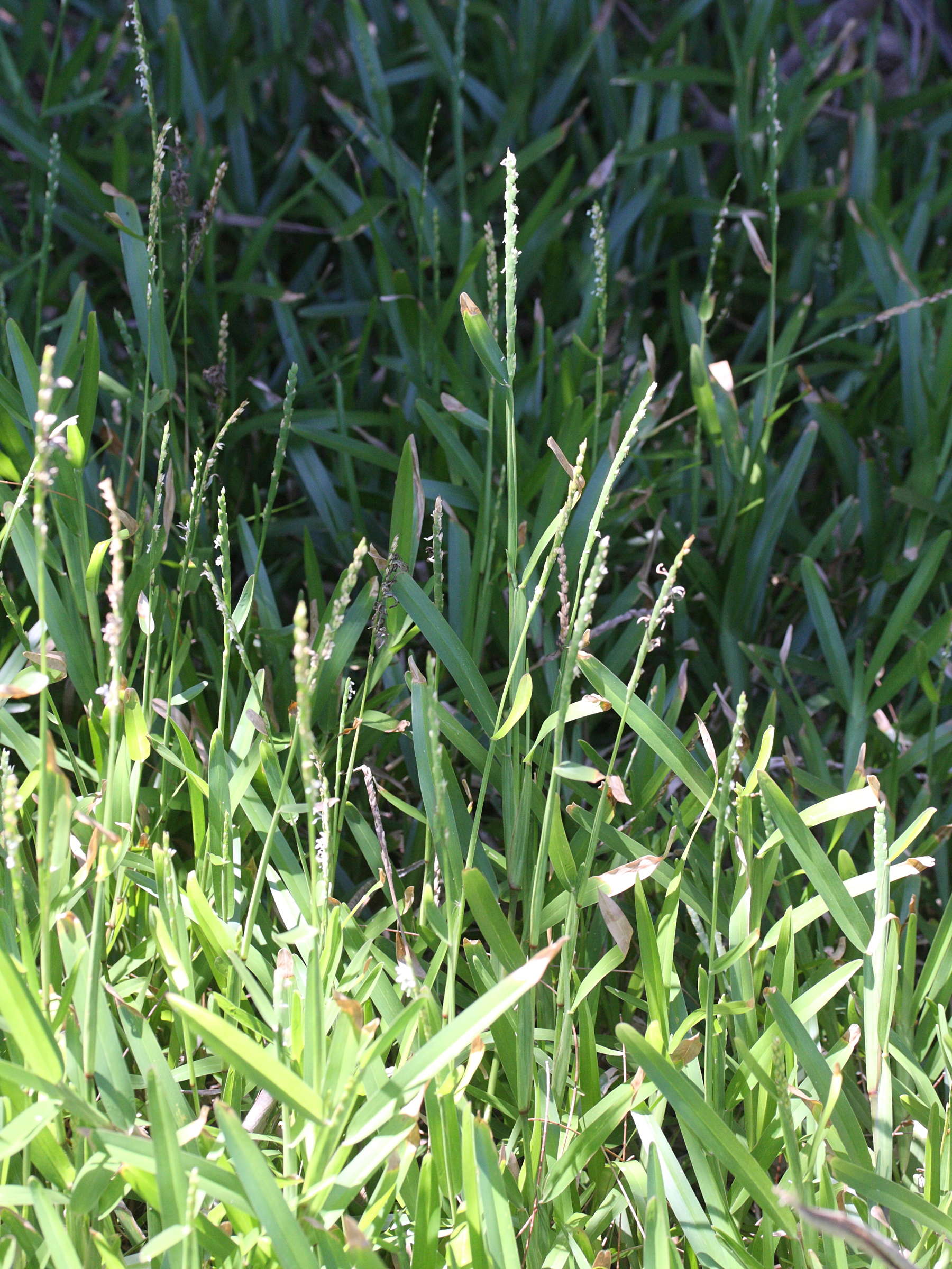 stenotaphrum_dimidiatum3md