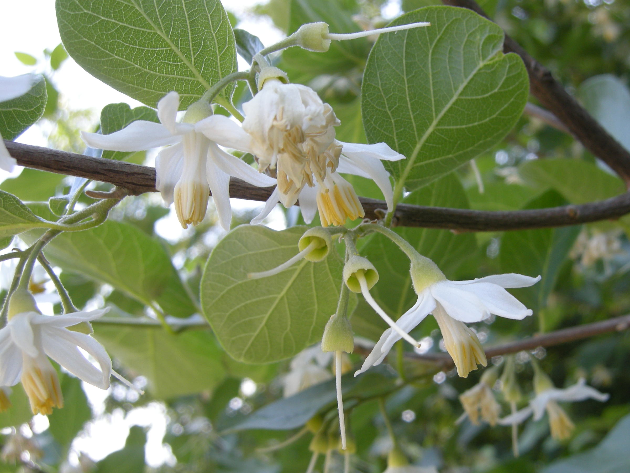 styrax_officinalis5md