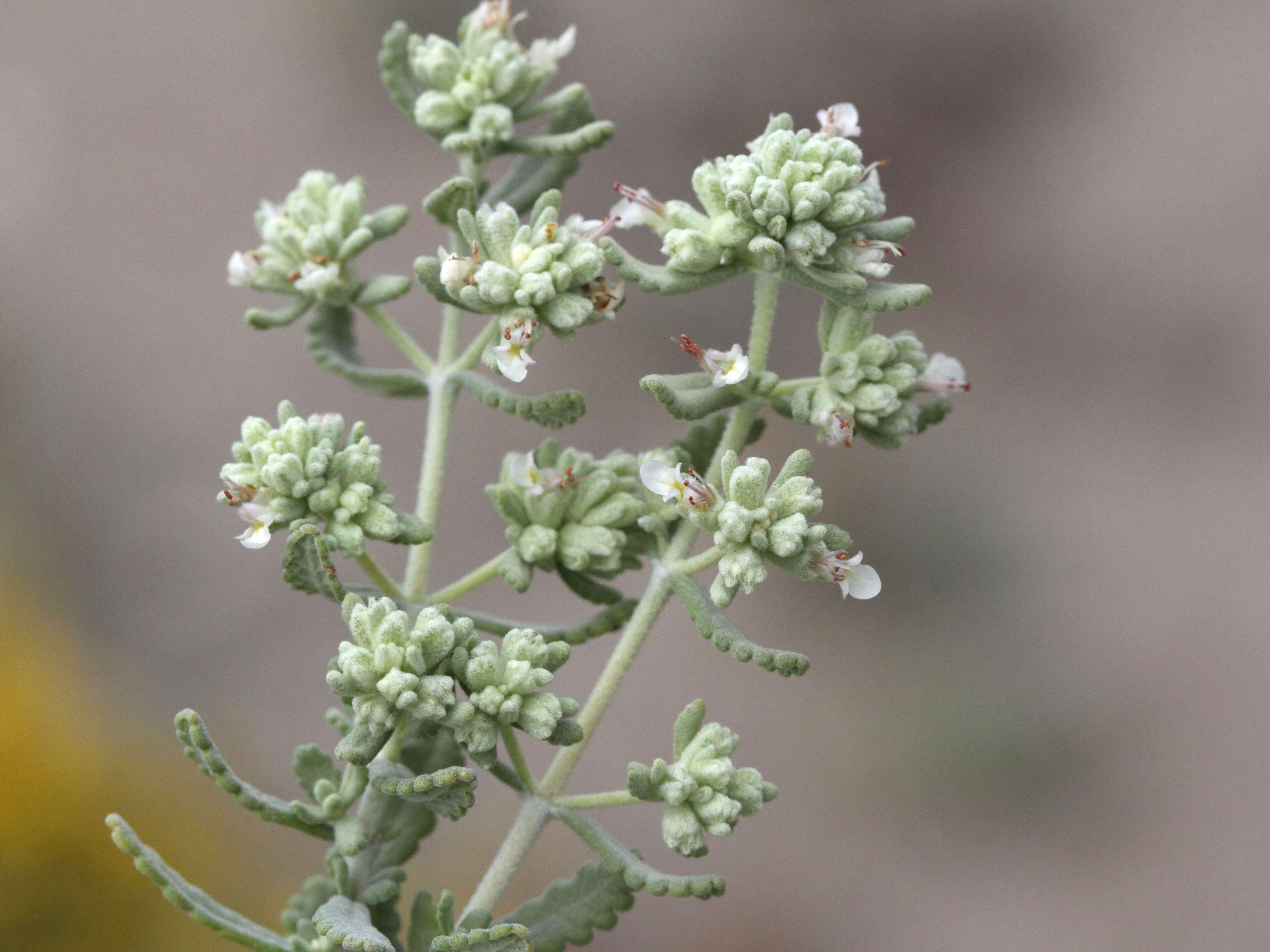 Afficher le média teucrium_capitatum1bd teucrium_capitatum1bd