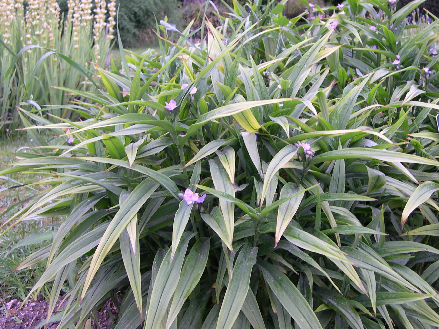tradescantia_virginiana1md