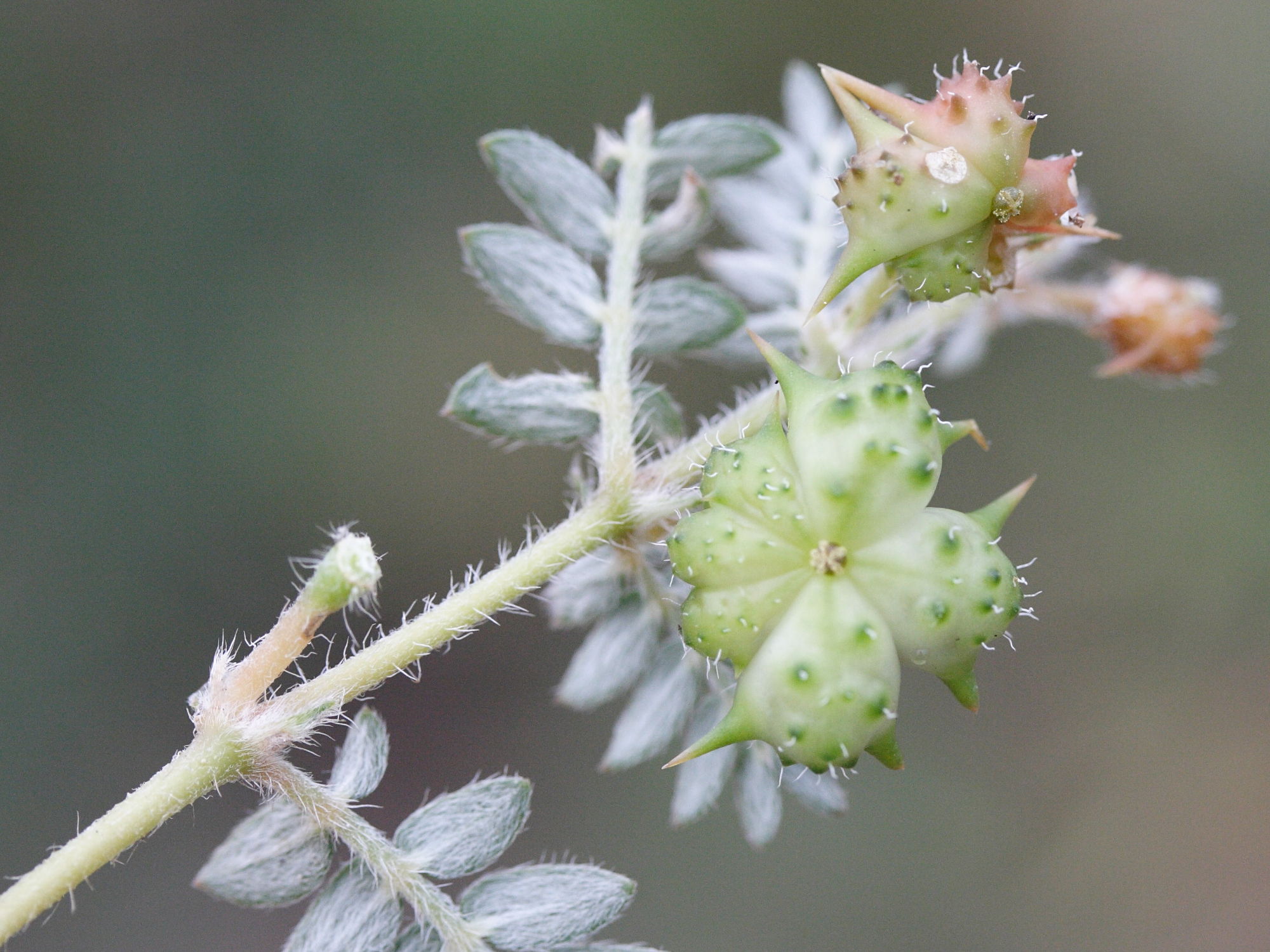 Afficher le média tribulus_terrestris2md tribulus_terrestris2md