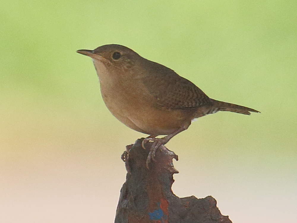 troglodyte_familier_-_troglodytes_aedon2bd