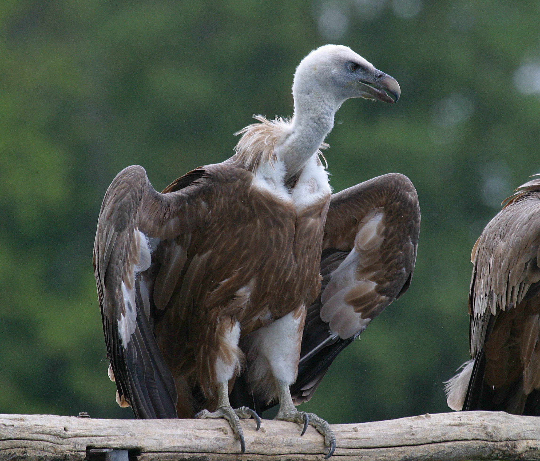 vautour_fauve_-_gyps_fulvus6bd