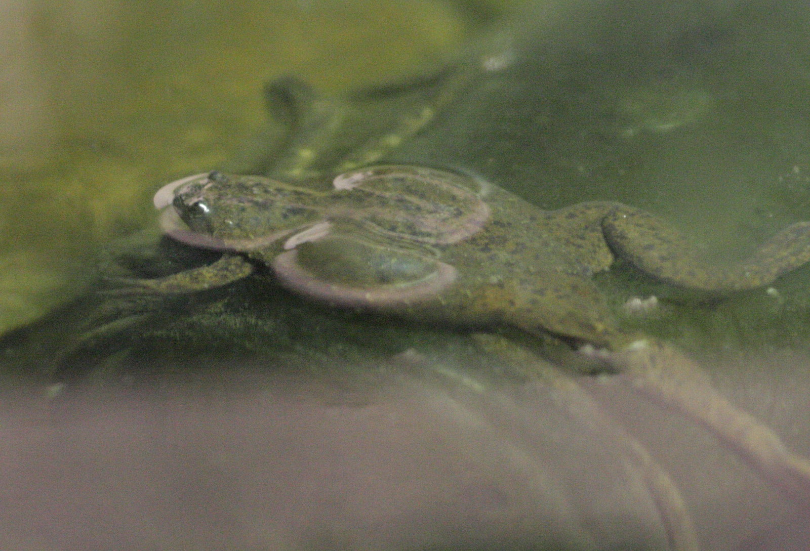 xenopus_laevis3bd