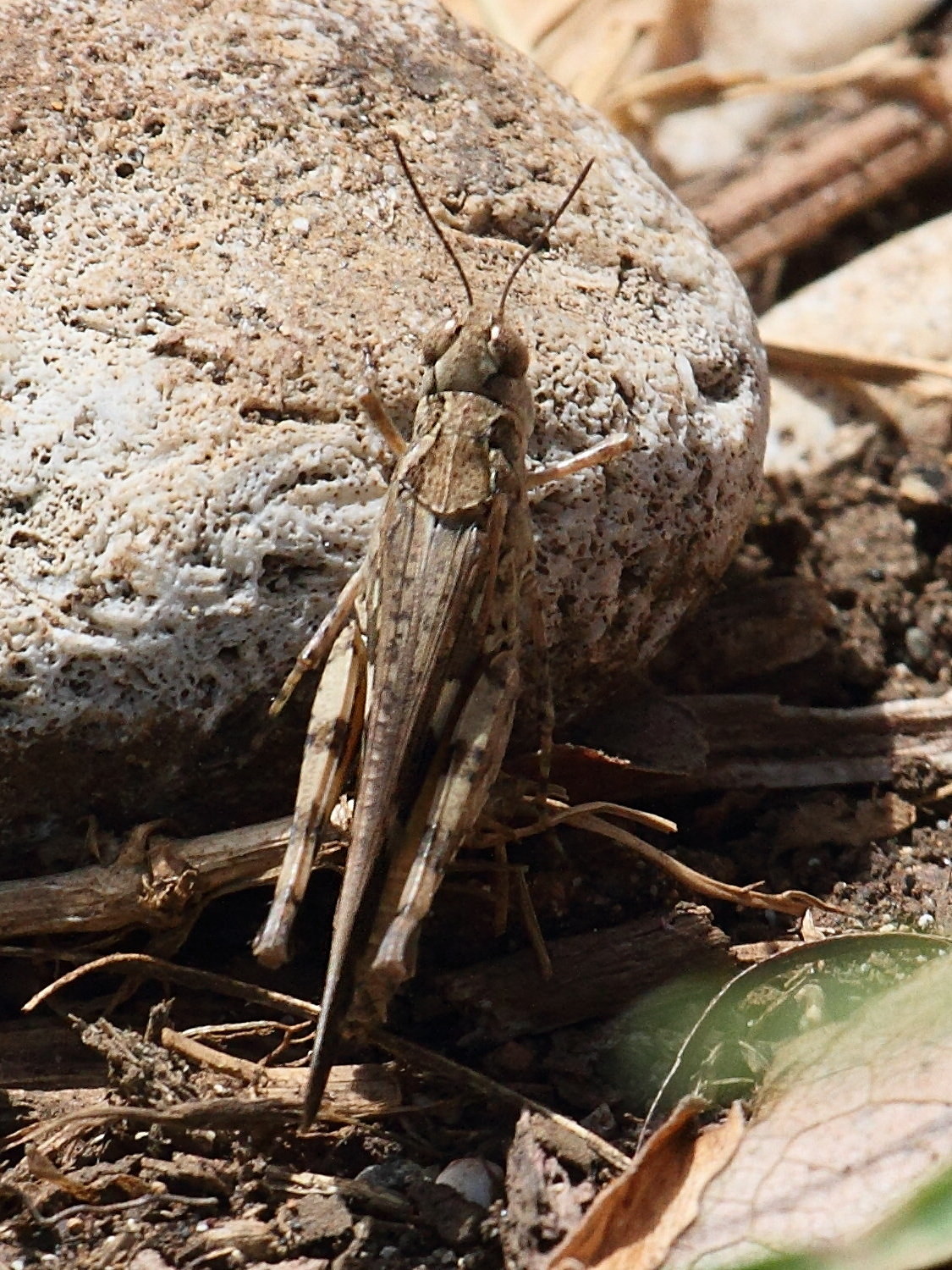 acrotylus_patruelis2bd