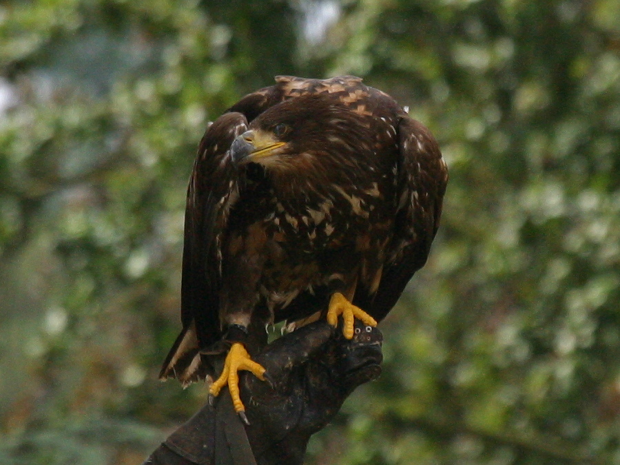 aigle_royal_-_aquila_chrysaetos2bd