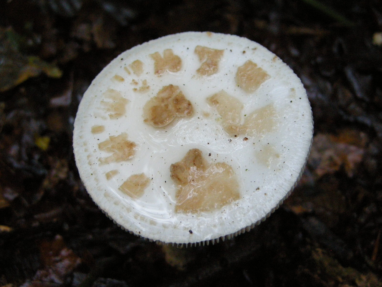 amanita_citrina5md