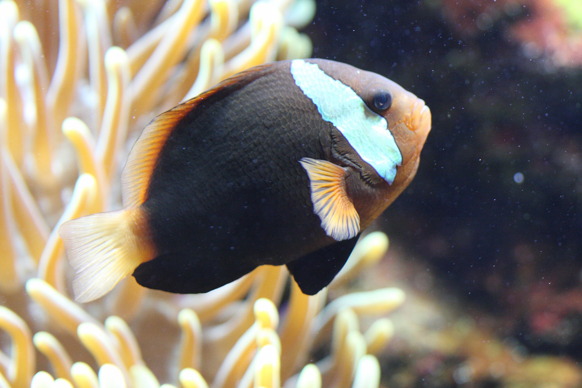 amphiprion_frenatus1bd
