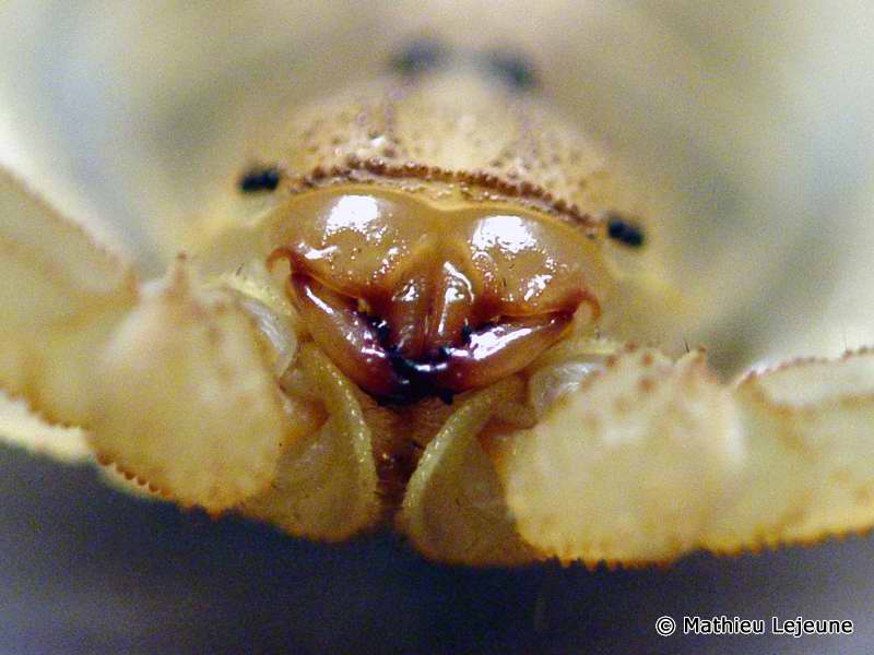 androctonus_australis2ml