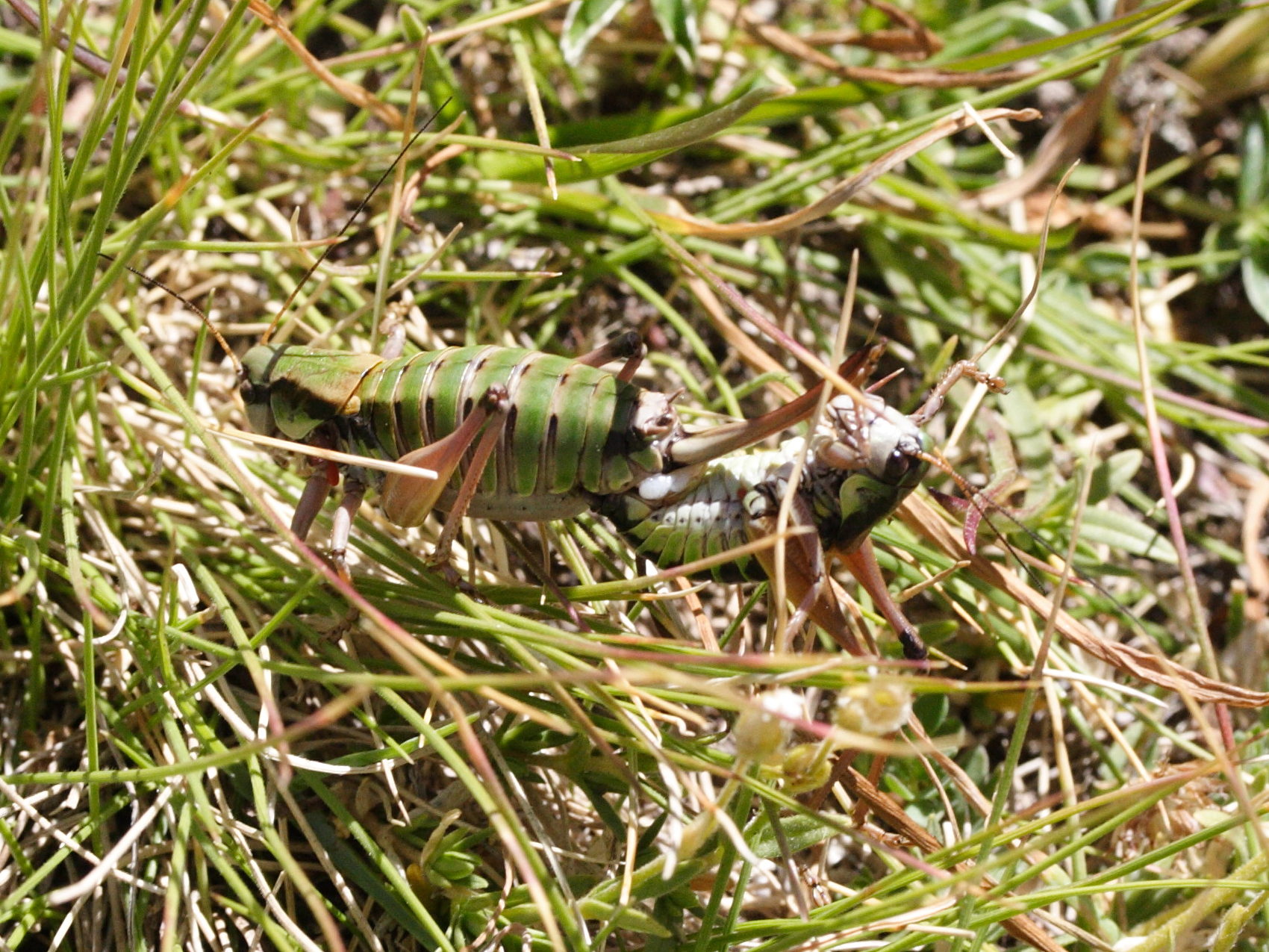 anonconotus_alpinus1md