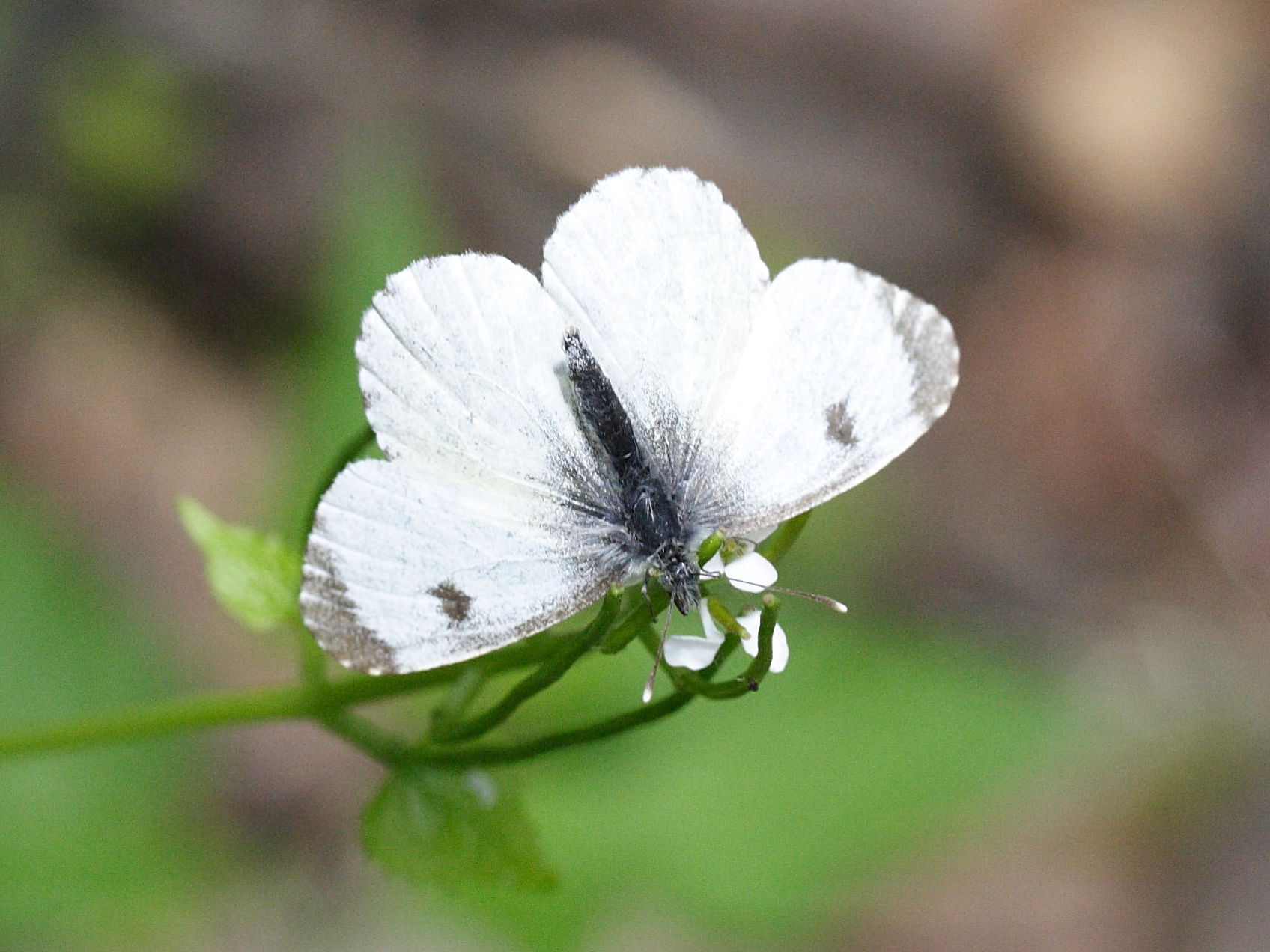 Anthocharis_cardamines