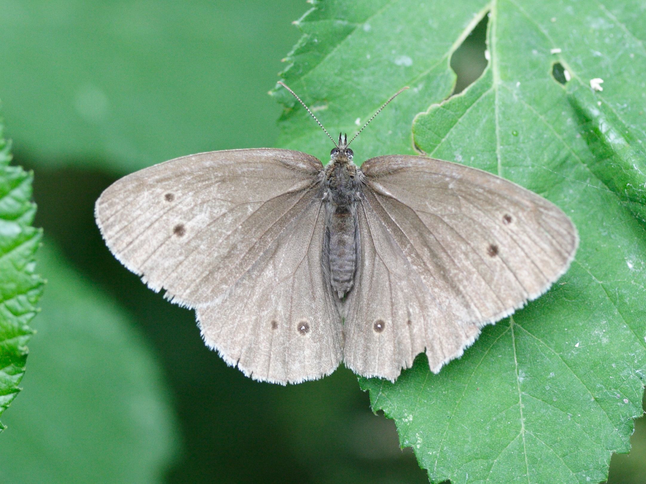 aphantopus_hyperantus1amd