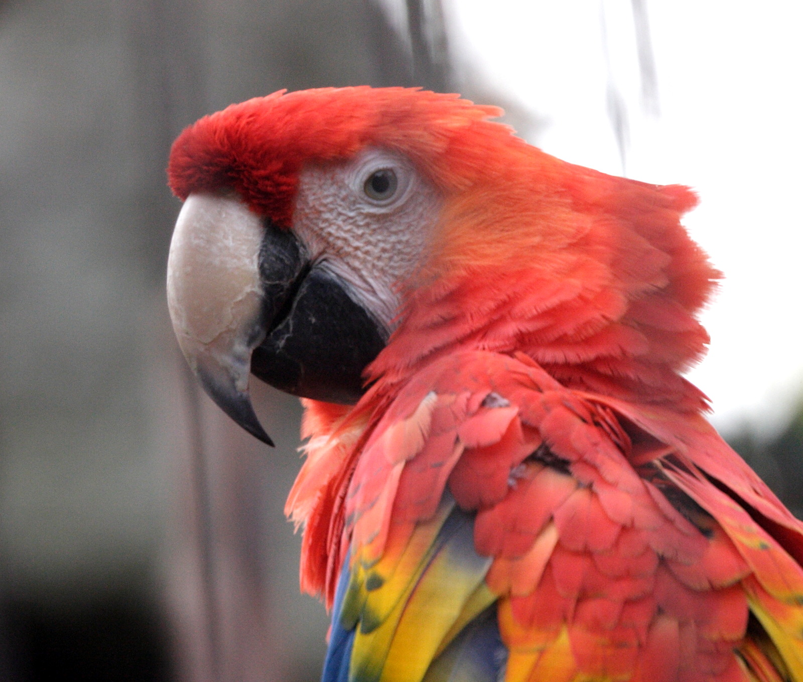 ara_rouge_-_ara_macao3md