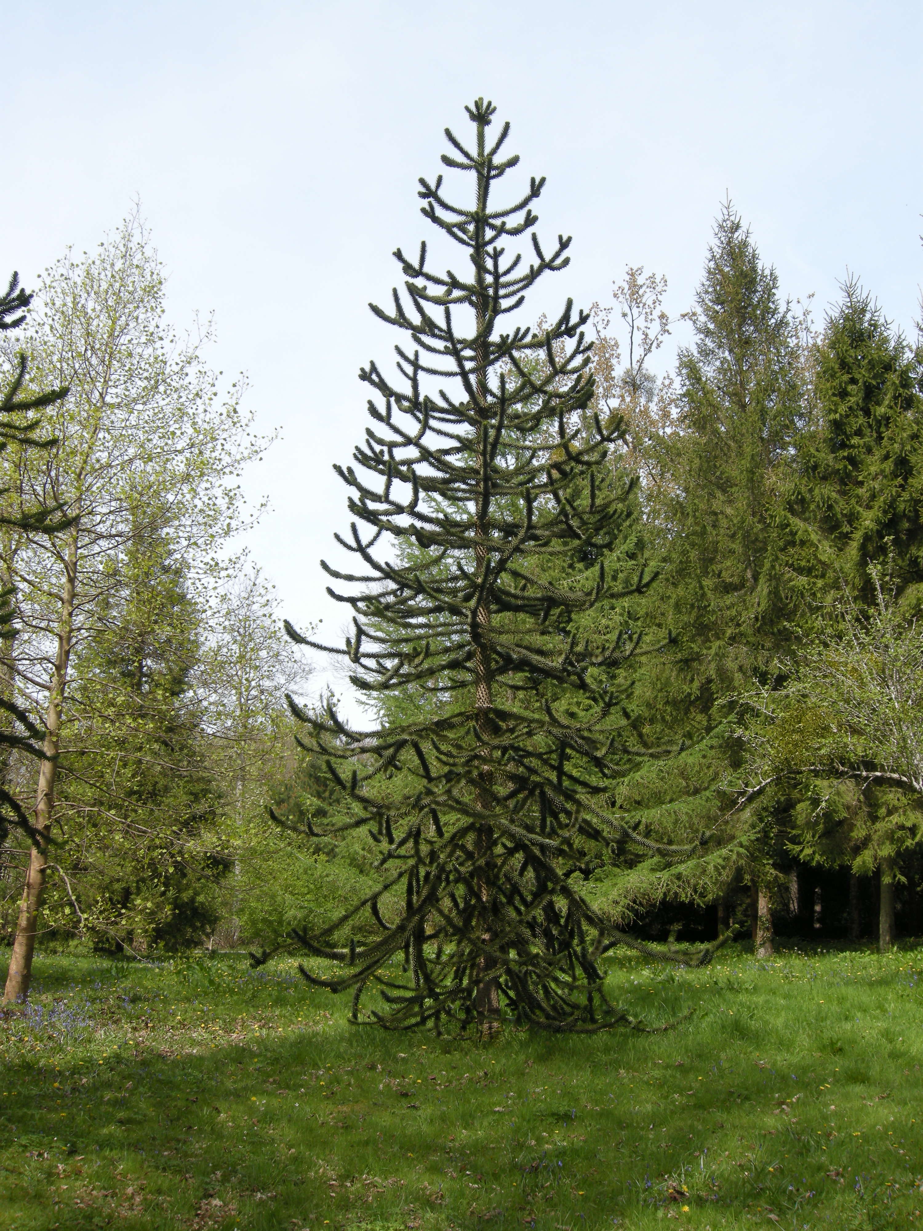 Afficher le média araucaria_araucana1bmd araucaria_araucana1bmd