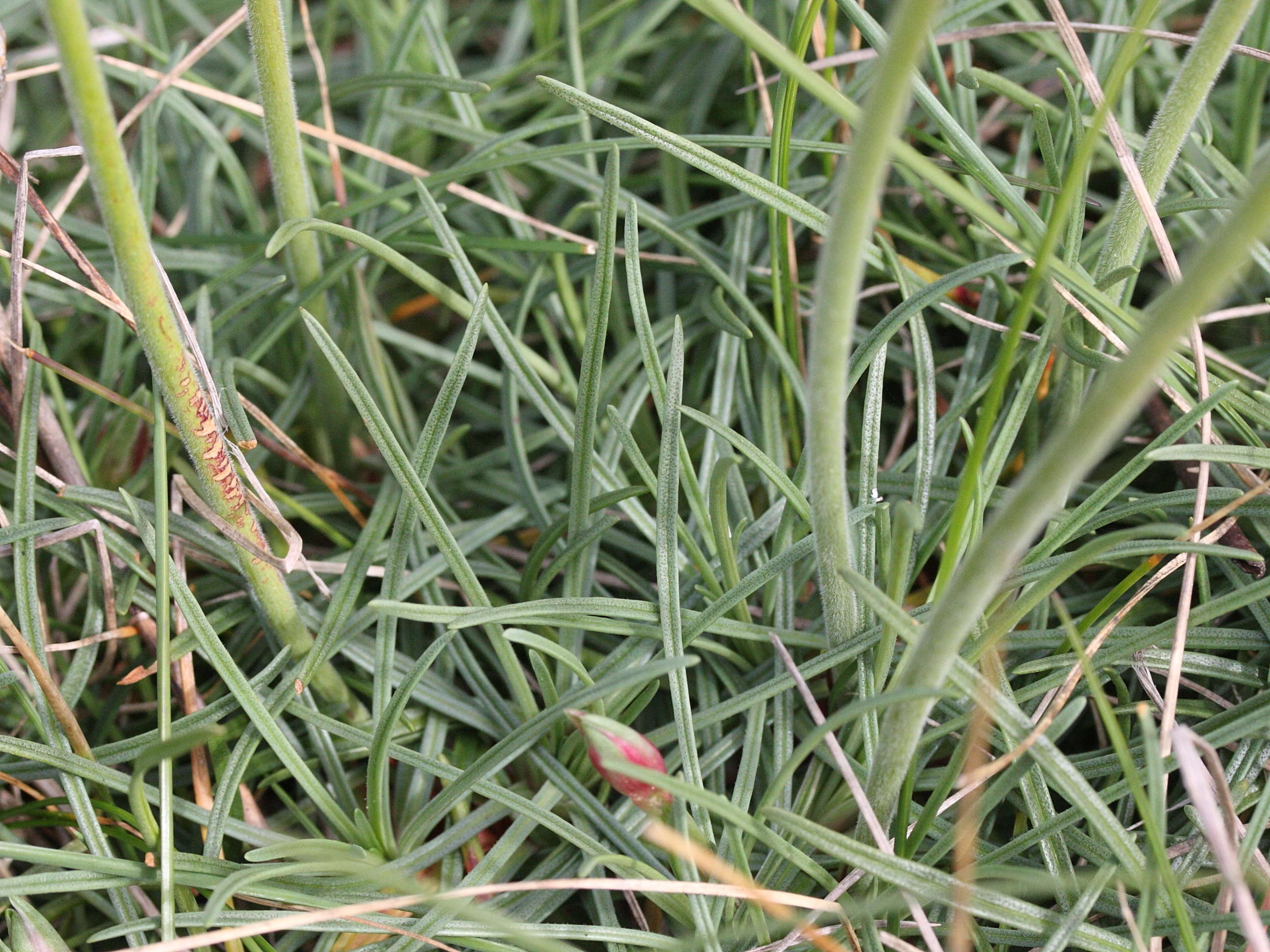 Afficher le média armeria_maritima3md armeria_maritima3md