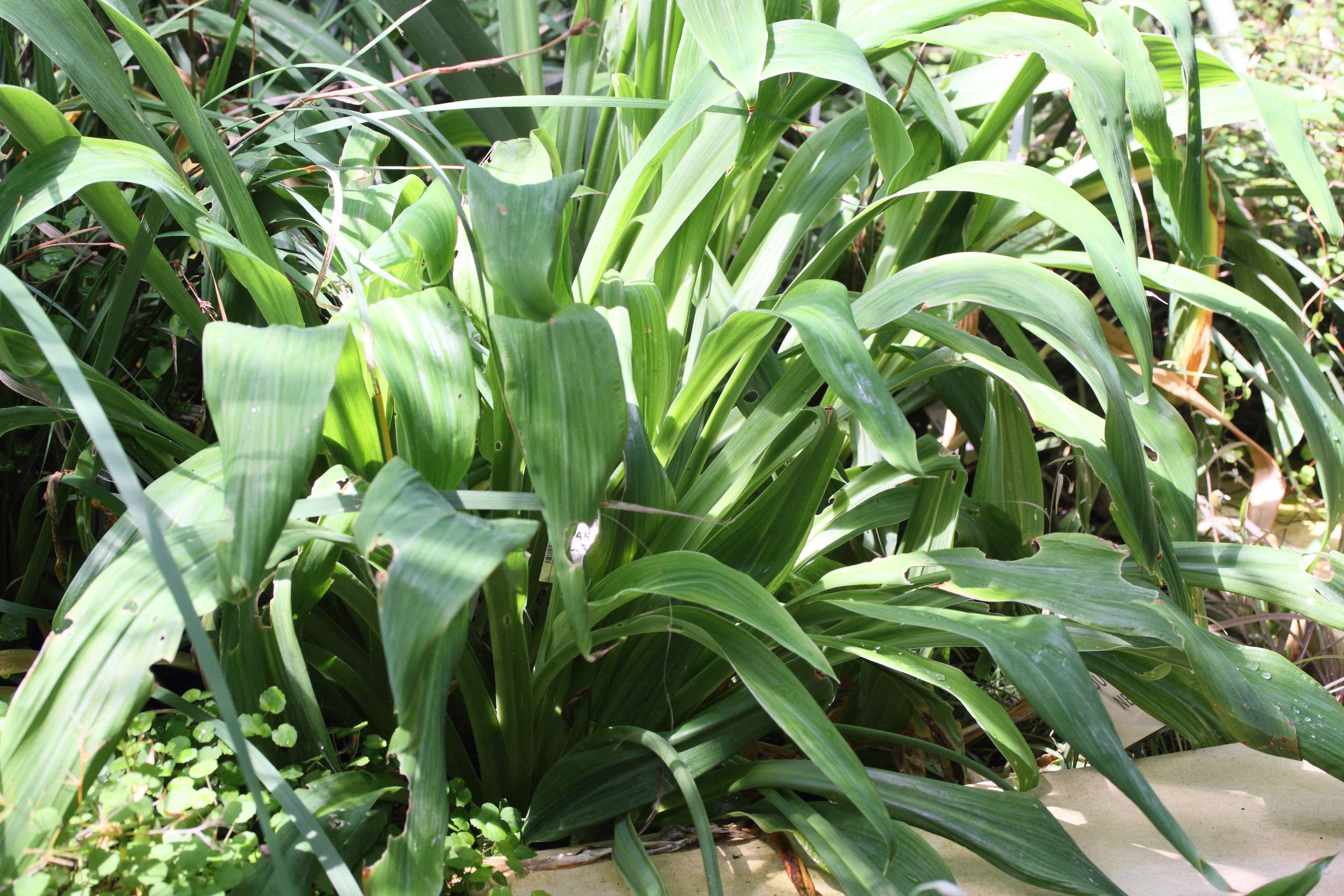 arthropodium_cirrhatum1md