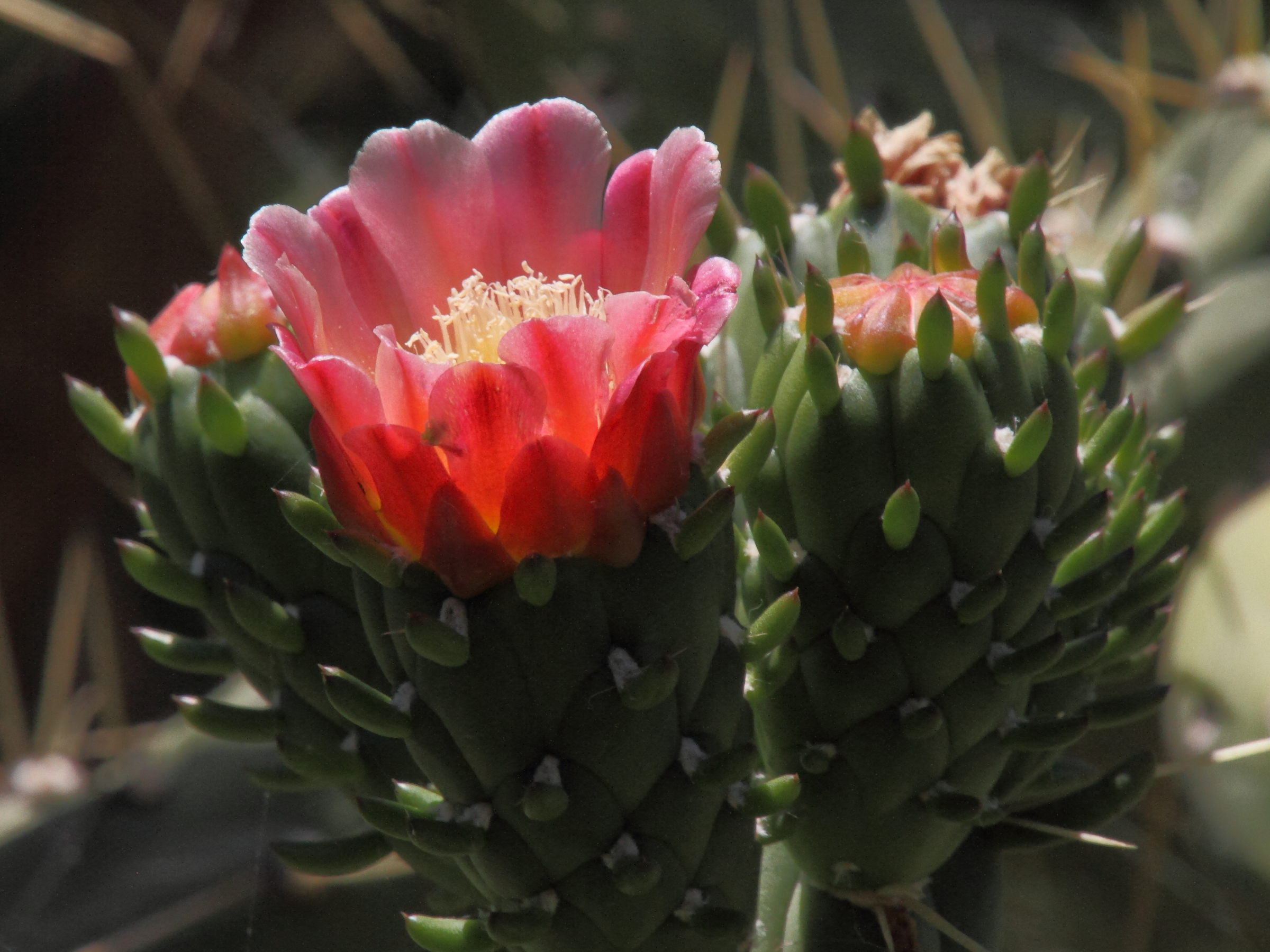 austrocylindropuntia_cylindrica5md