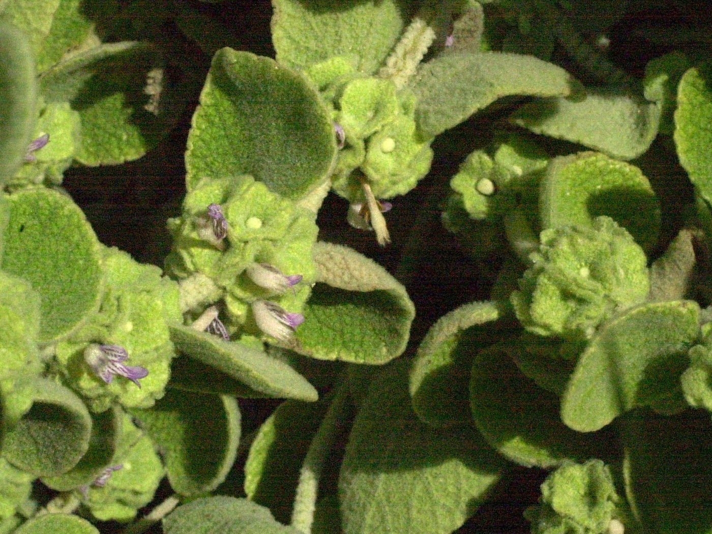 ballota_pseudodictamnus2md