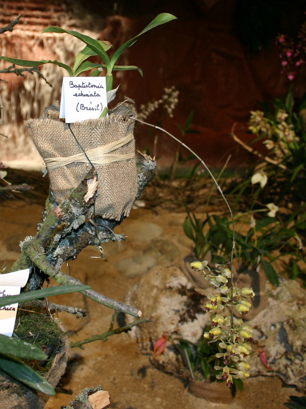 baptistonia_echinata1md