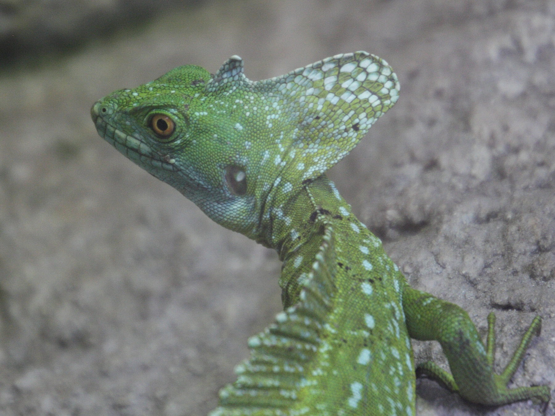 Afficher le média basiliscus_plumifrons2md basiliscus_plumifrons2md