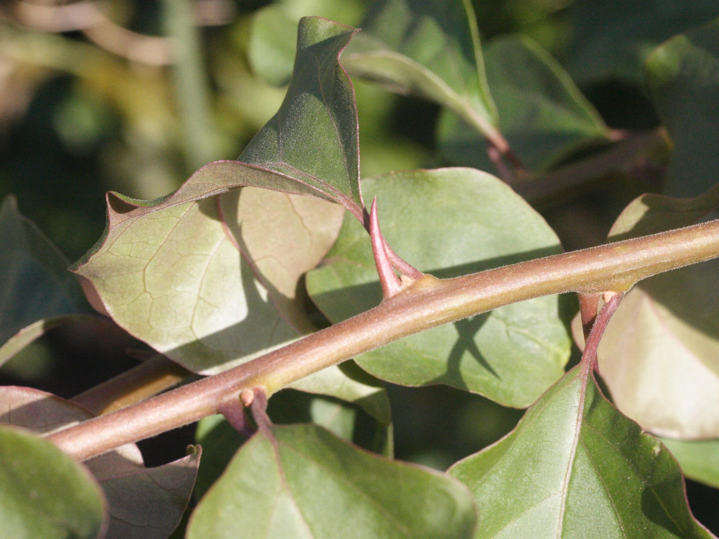 bougainvillea_glabra3md