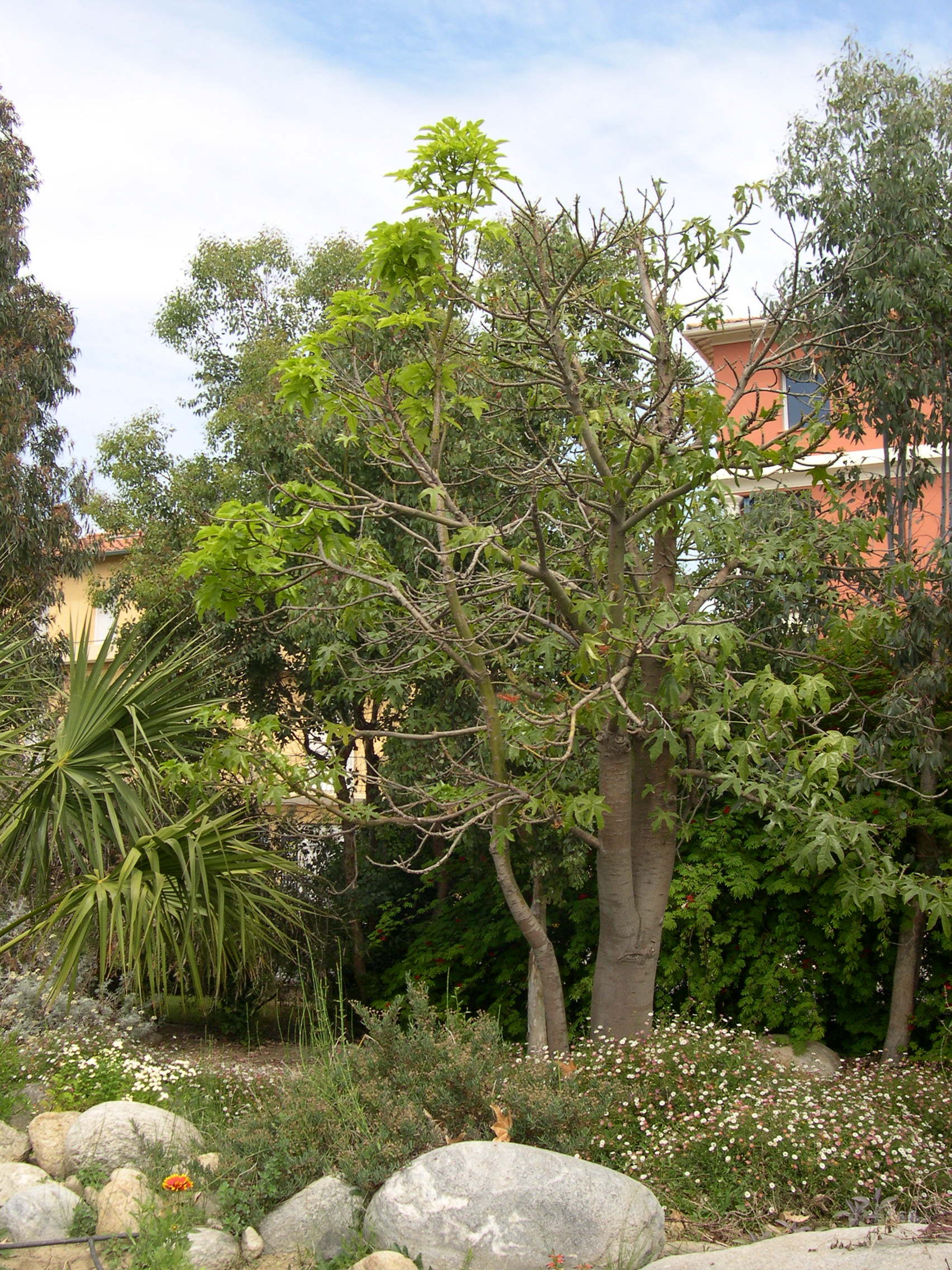 Afficher le média Brachychiton_acerifolius Brachychiton_acerifolius