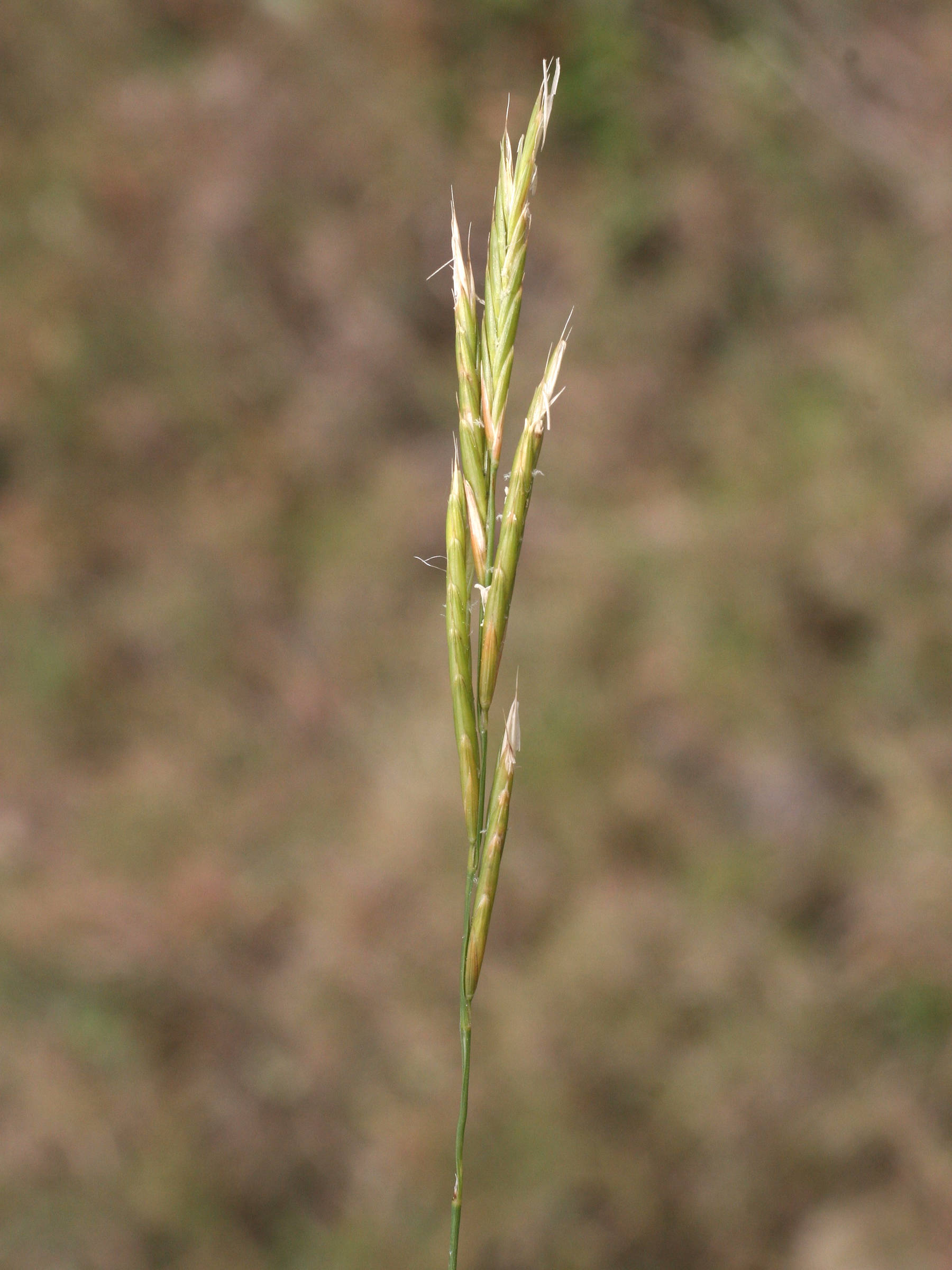 Brachypodium_retusum