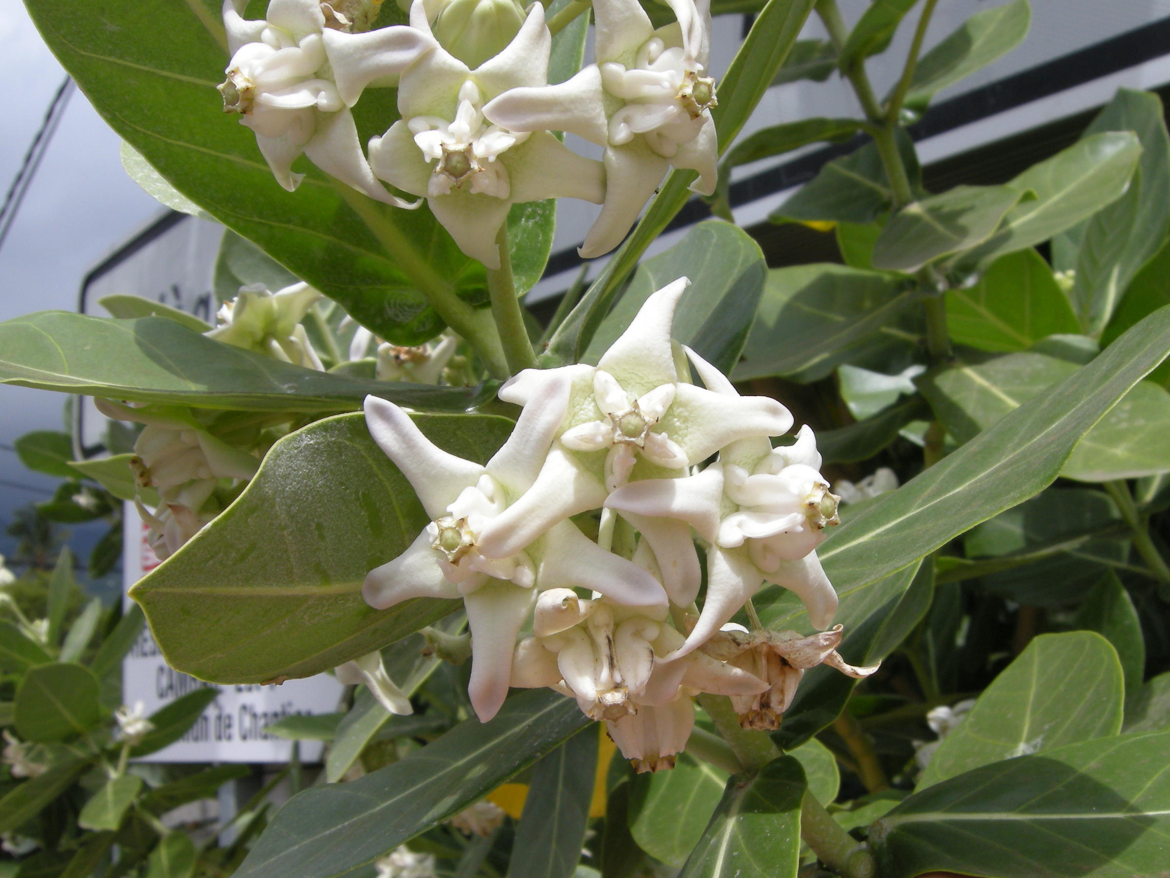 calotropis_gigantea1md