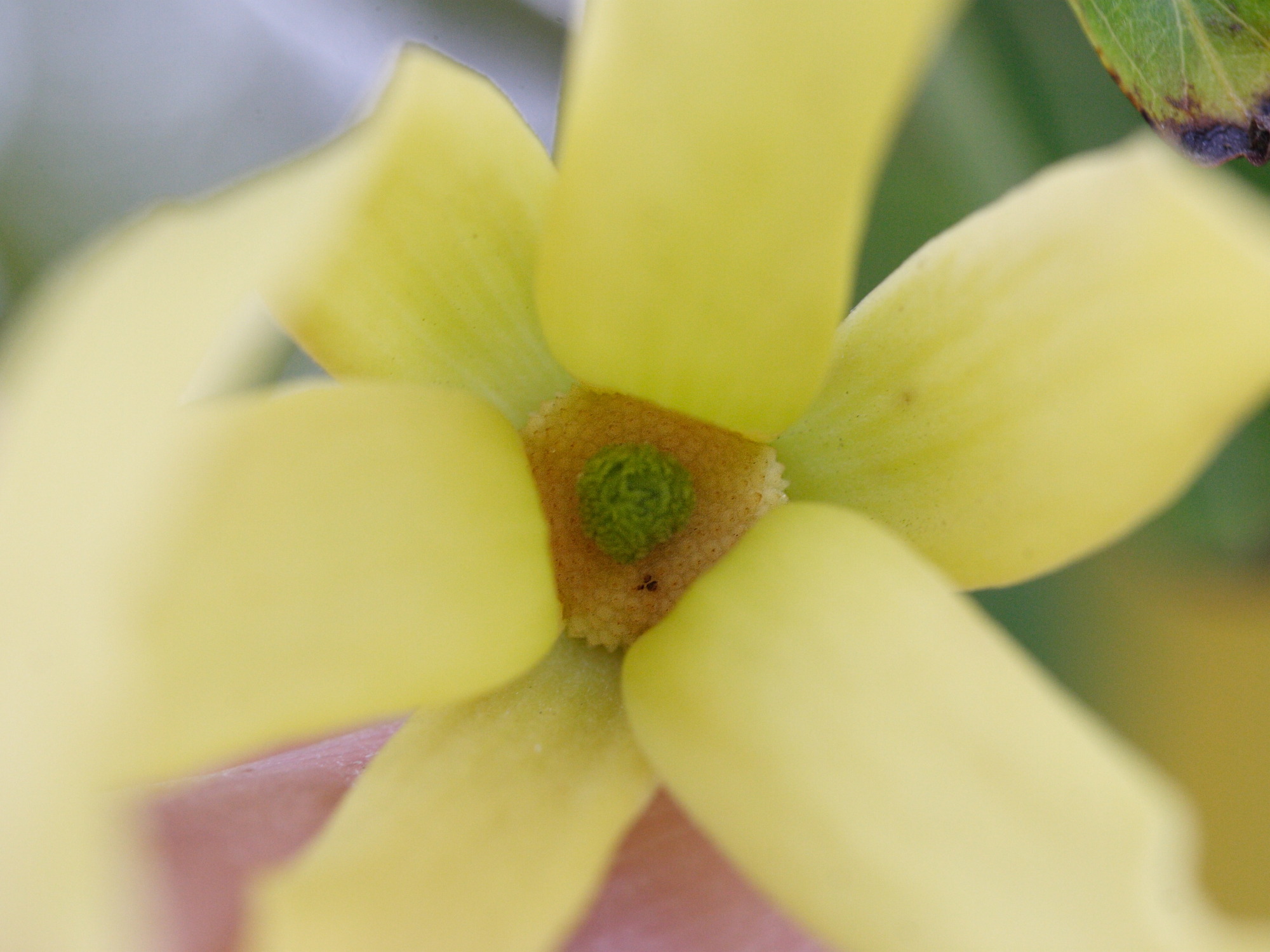 Afficher le média cananga_odorata7md cananga_odorata7md