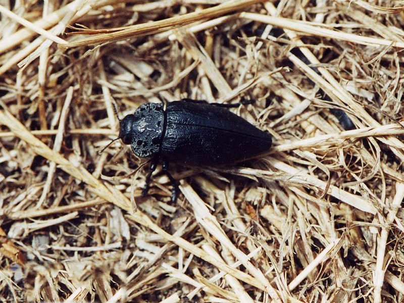 capnodis_tenebrionis1md