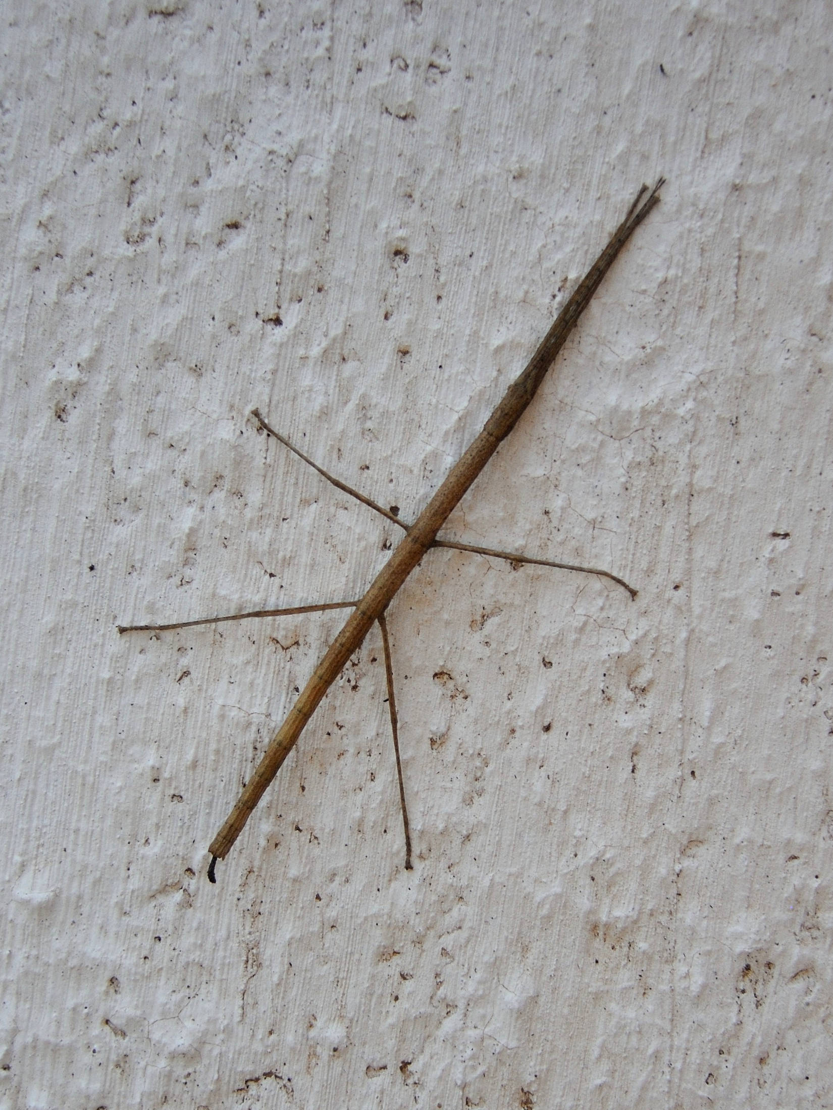 carausius_morosus2md