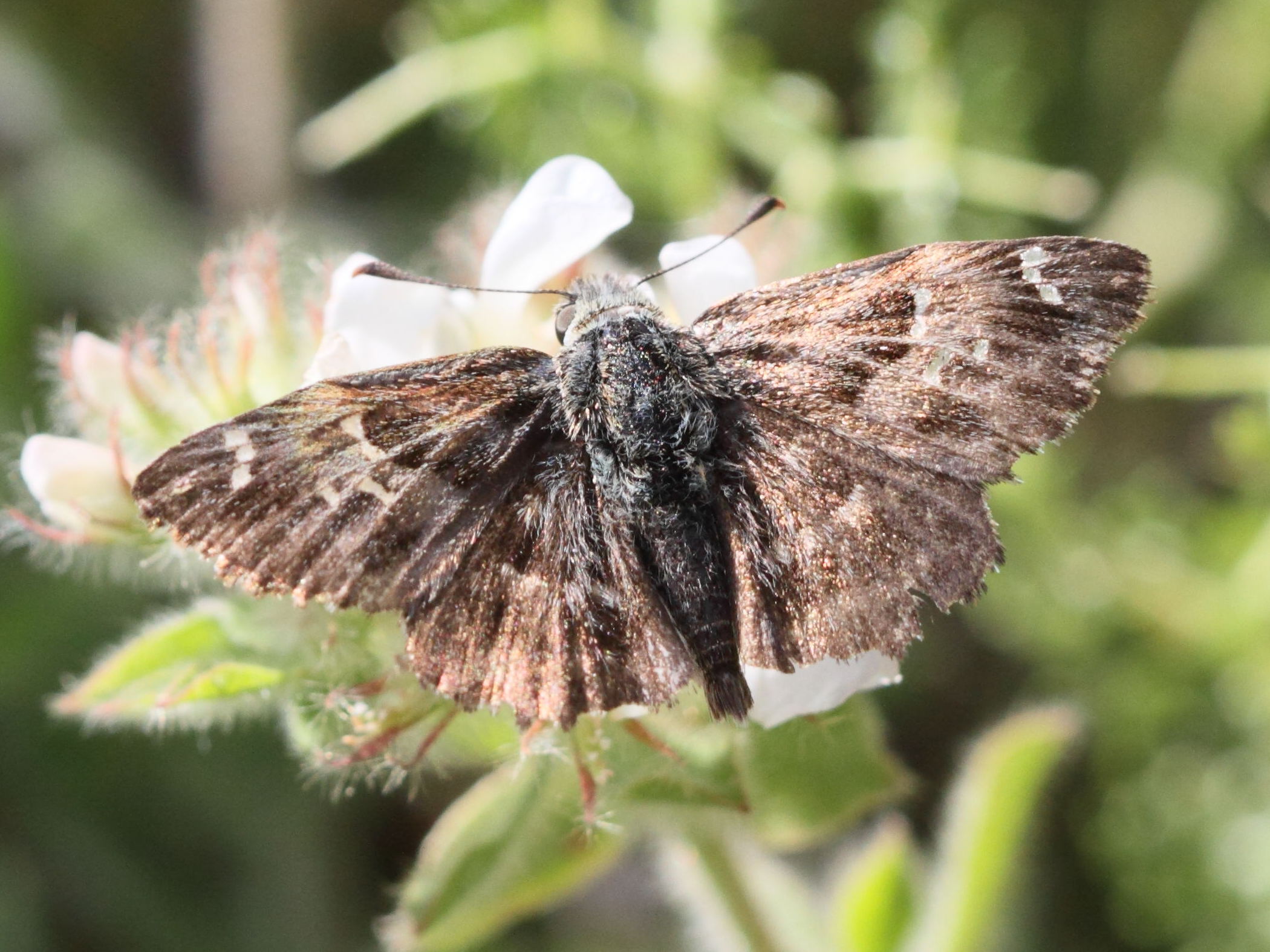 carcharodus_stauderi1bd