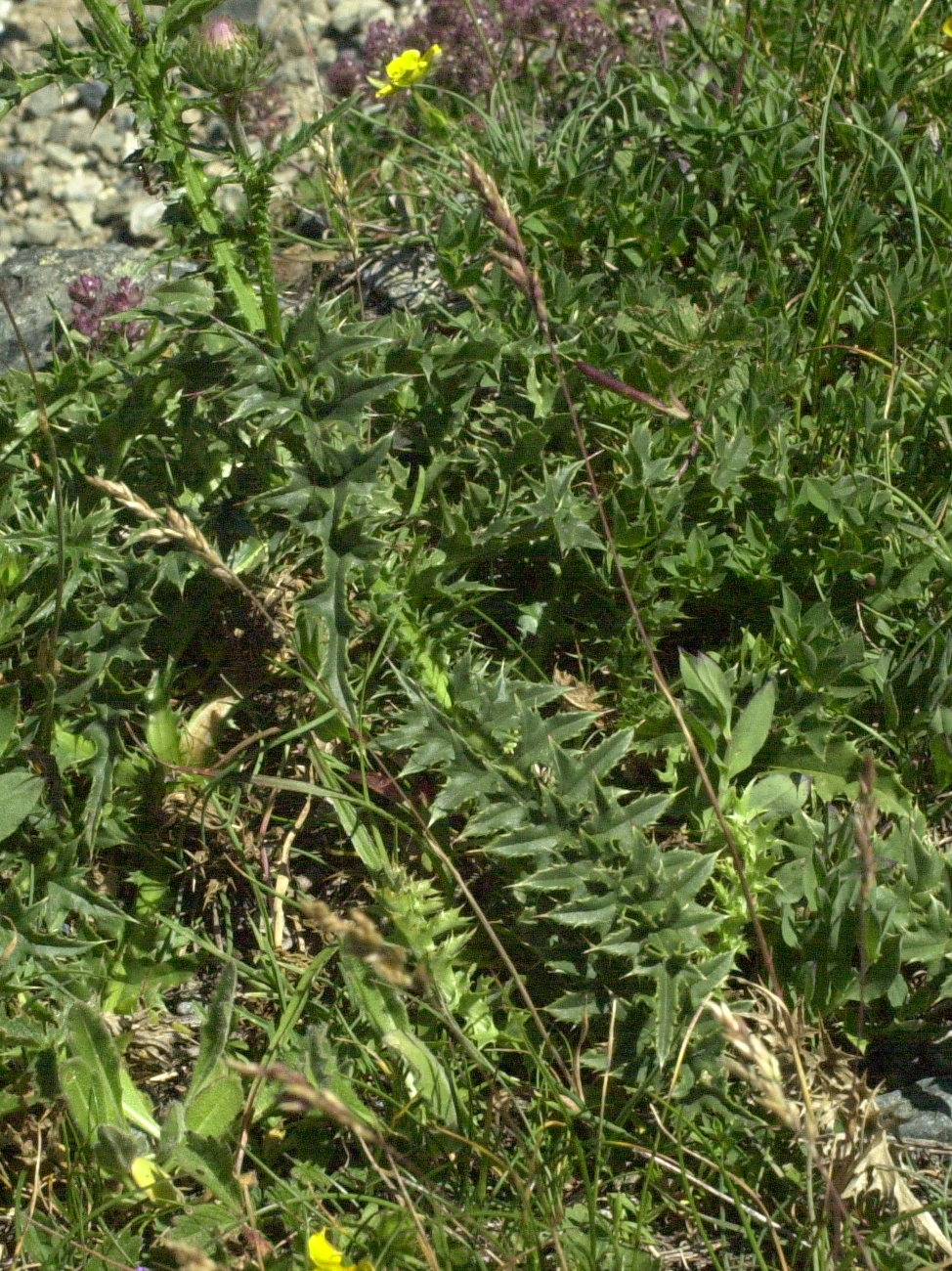 Afficher le média carduus_defloratus3md carduus_defloratus3md