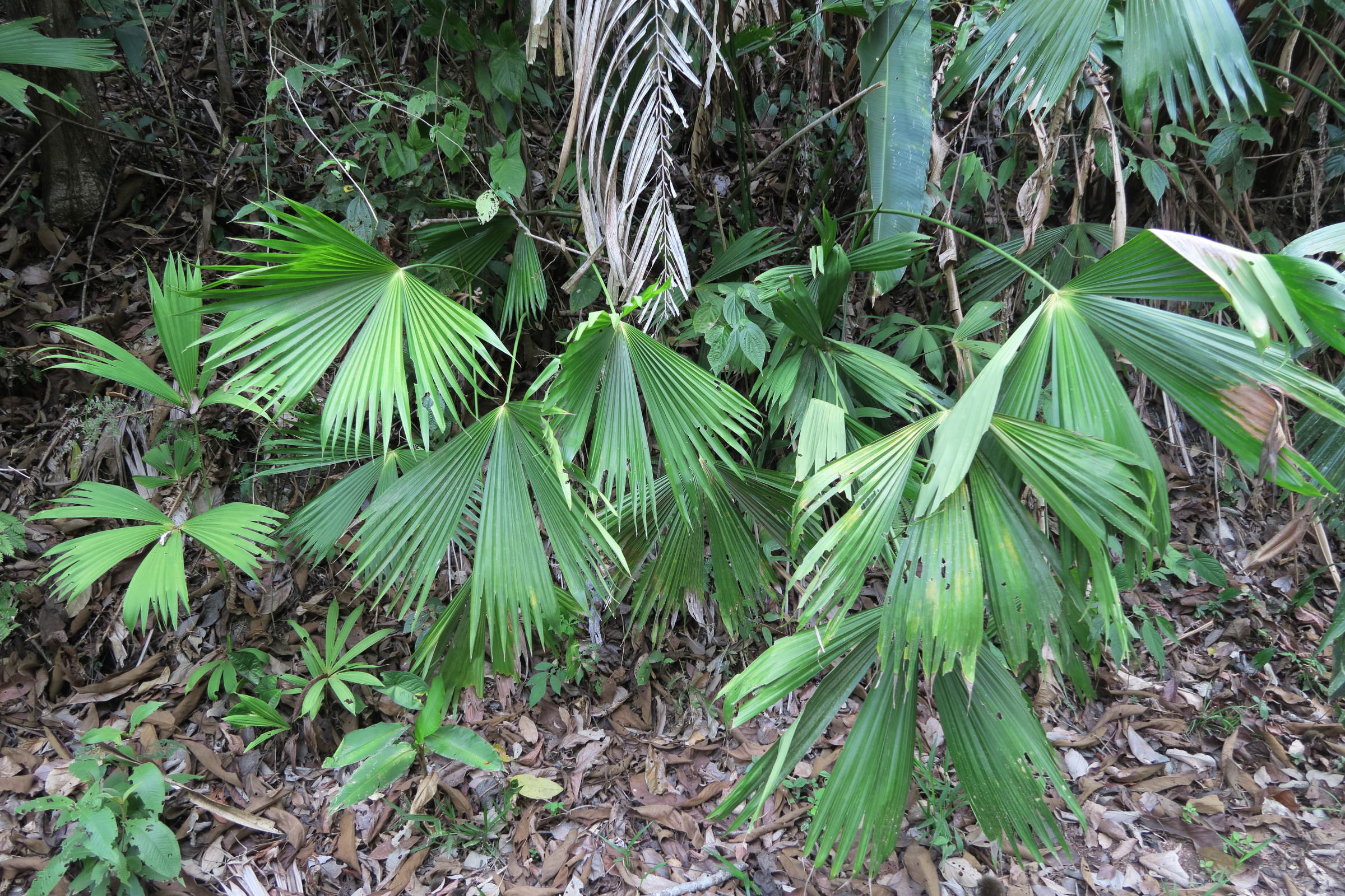 carludovica_drudei1md