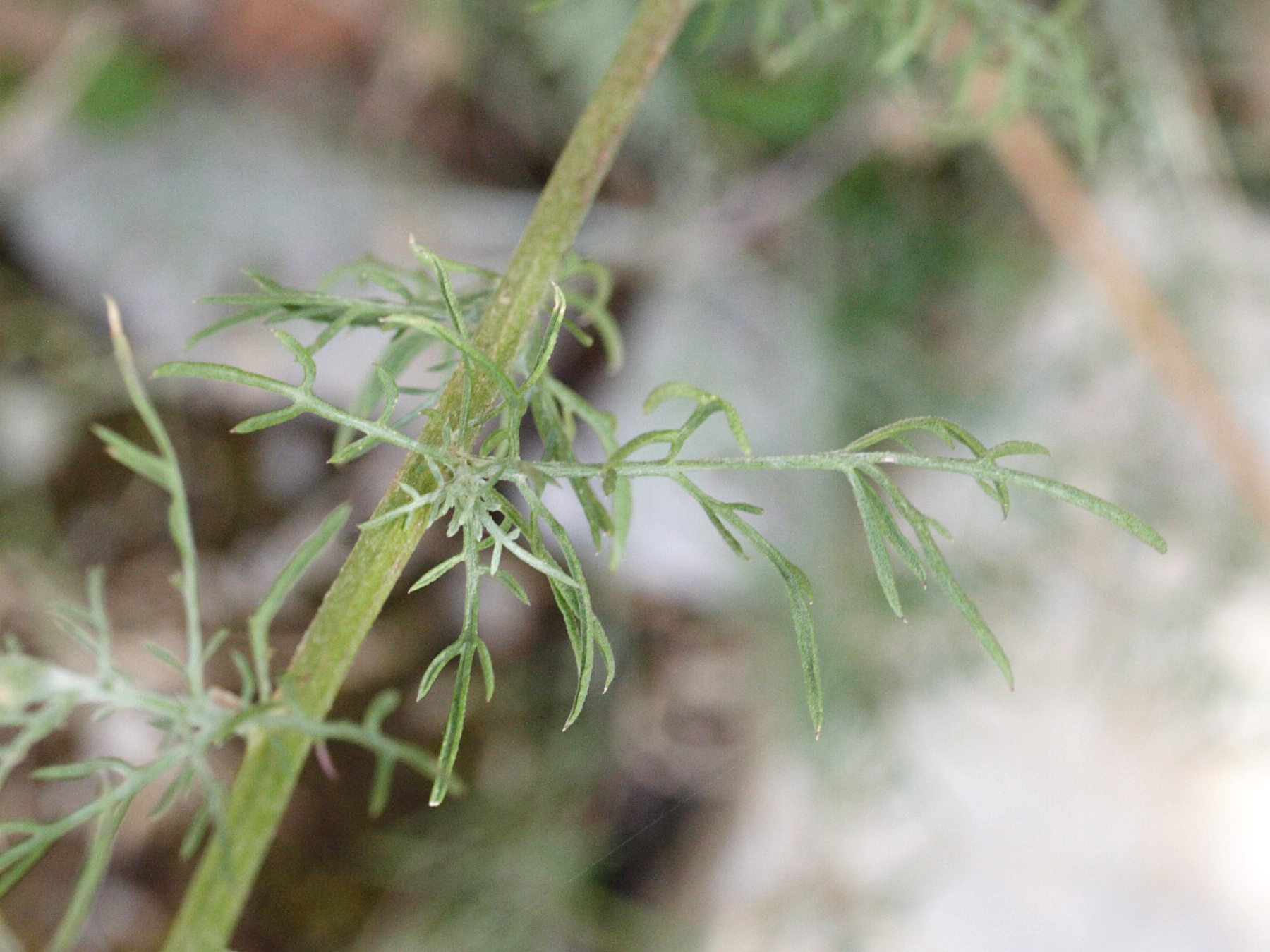 centaurea_leucophaea4md