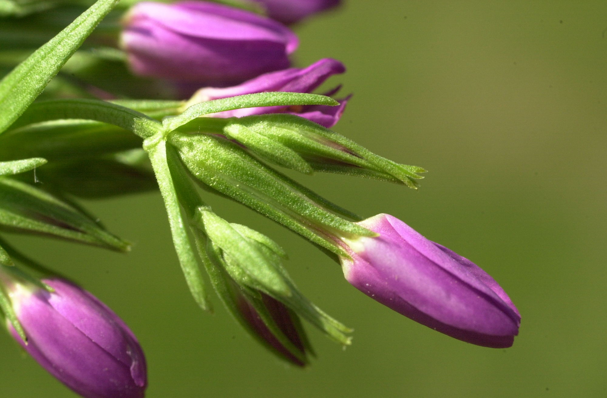 centaurium_littorale3md