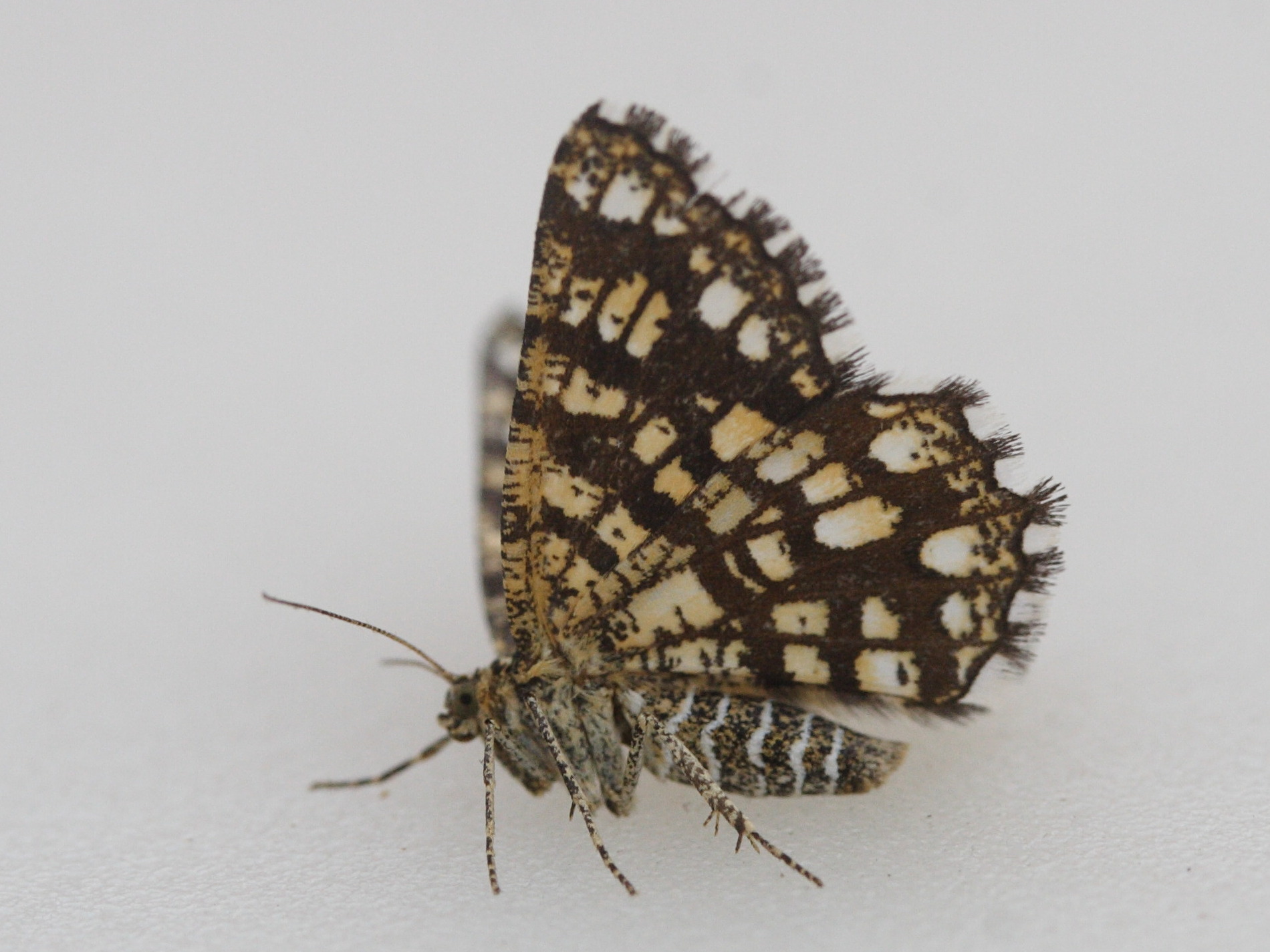 chiasmia_clathrata3md