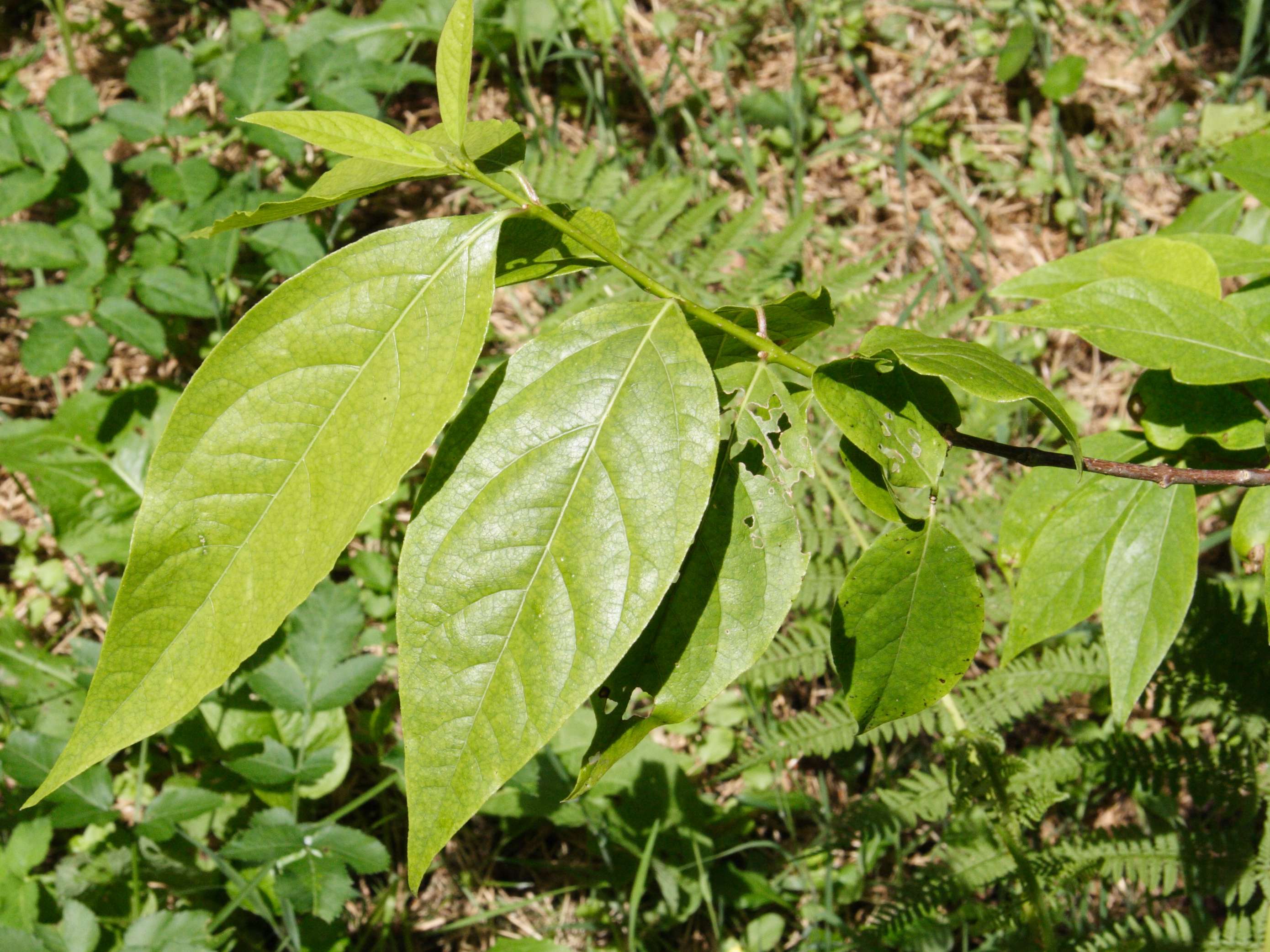 Afficher le média chimonanthus_praecox2md chimonanthus_praecox2md