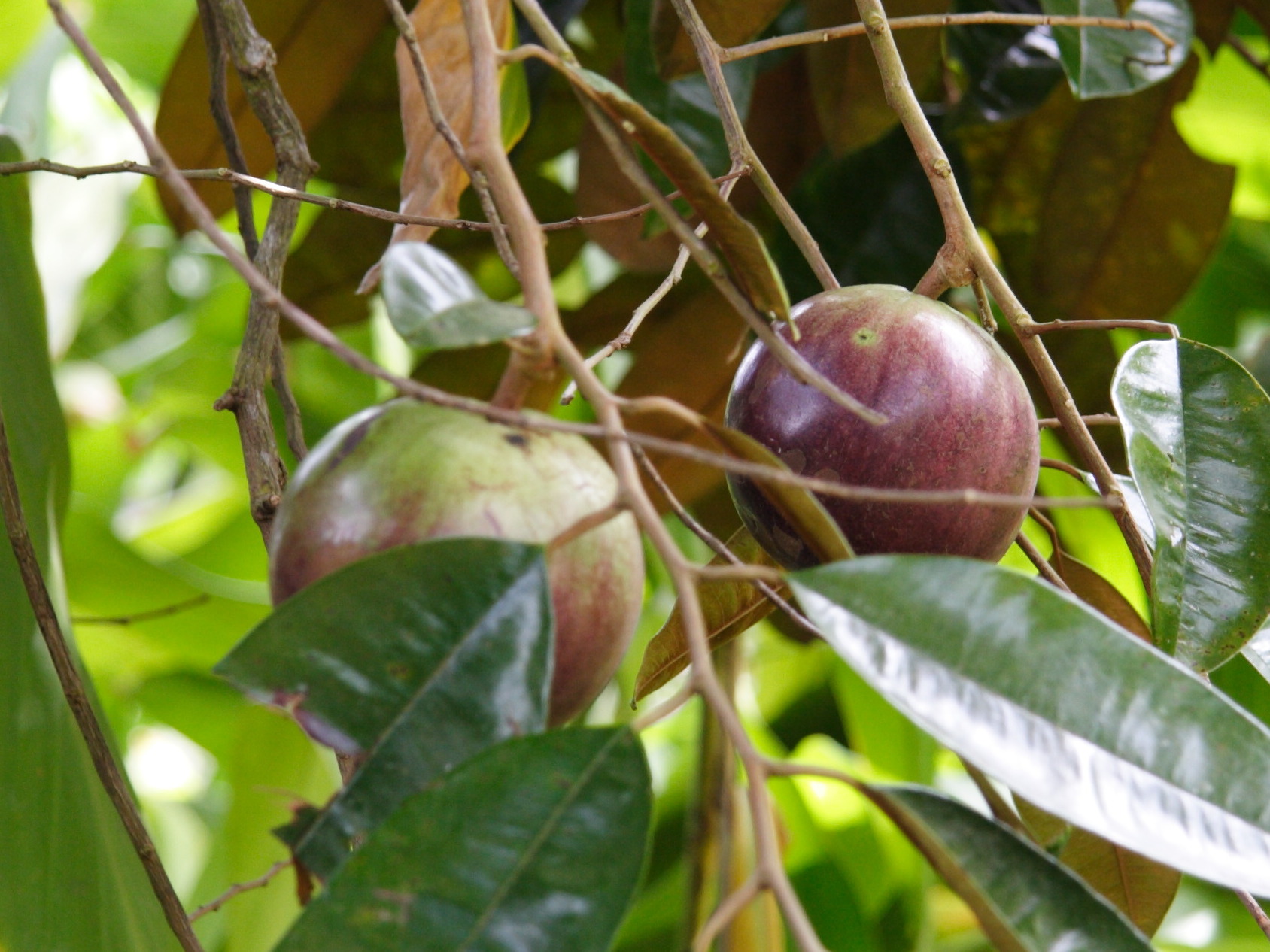 chrysophyllum_cainito5md