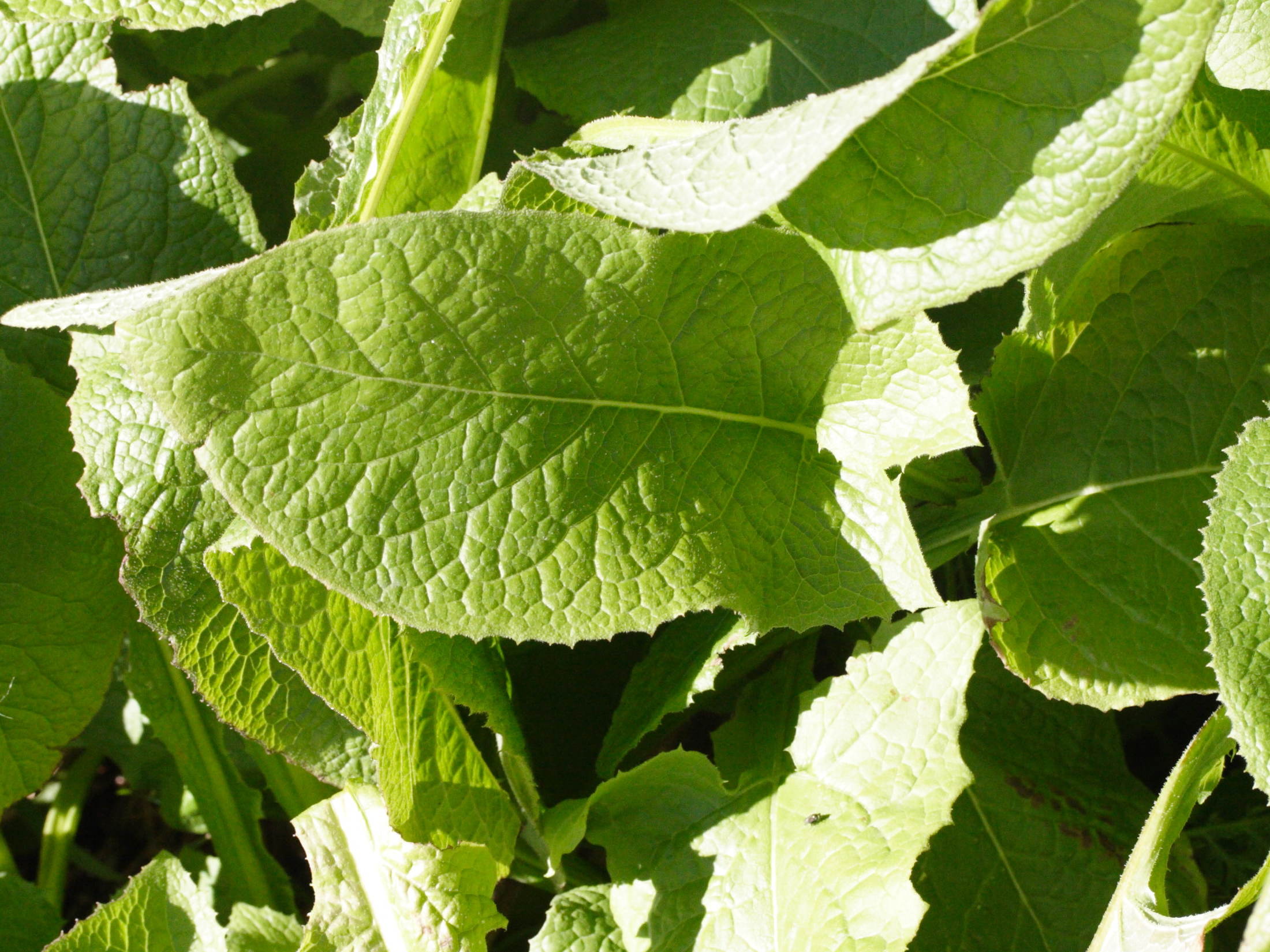 Afficher le média cicerbita_macrophylla2md cicerbita_macrophylla2md