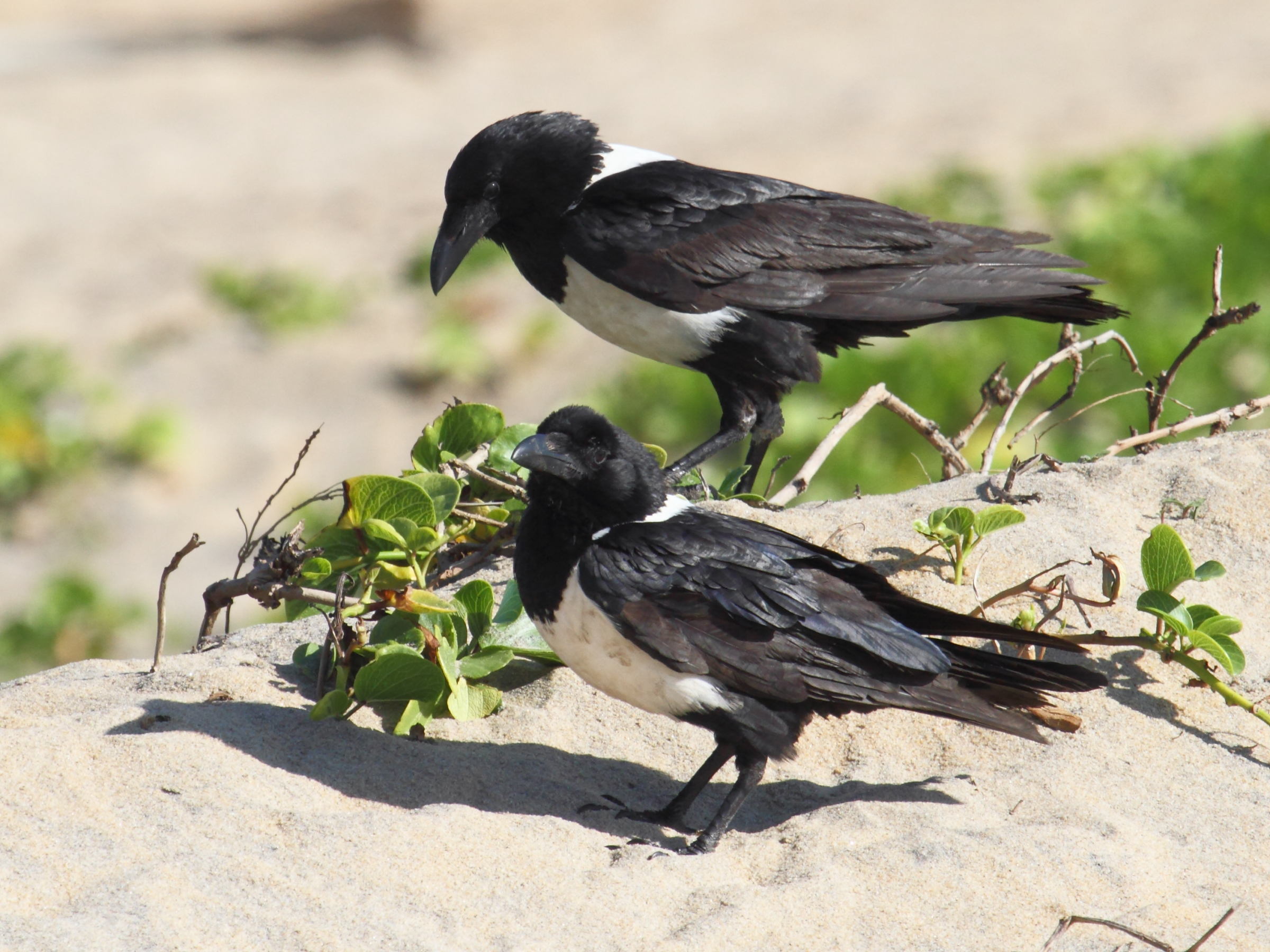 corbeau_pie_-_corvus_albus2bd