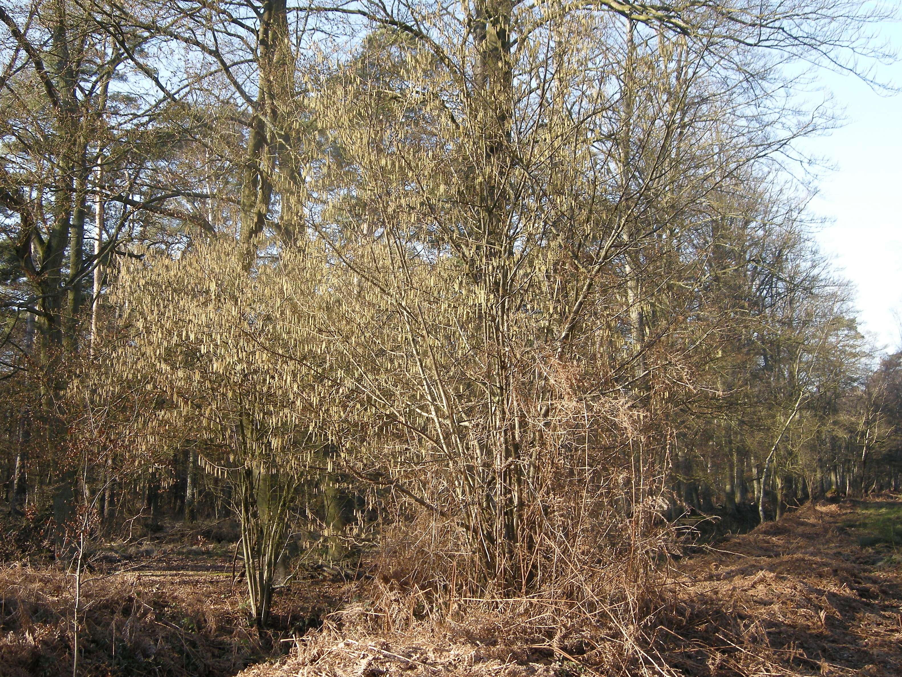 Afficher le média corylus_avellana6md corylus_avellana6md