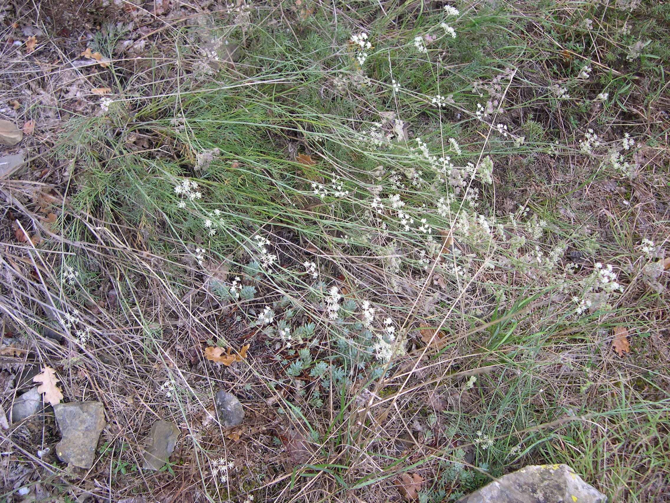 cyclospermum_leptophyllum1md