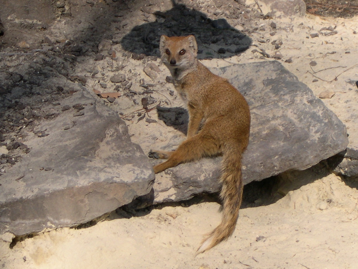 cynictis_penicillata3md