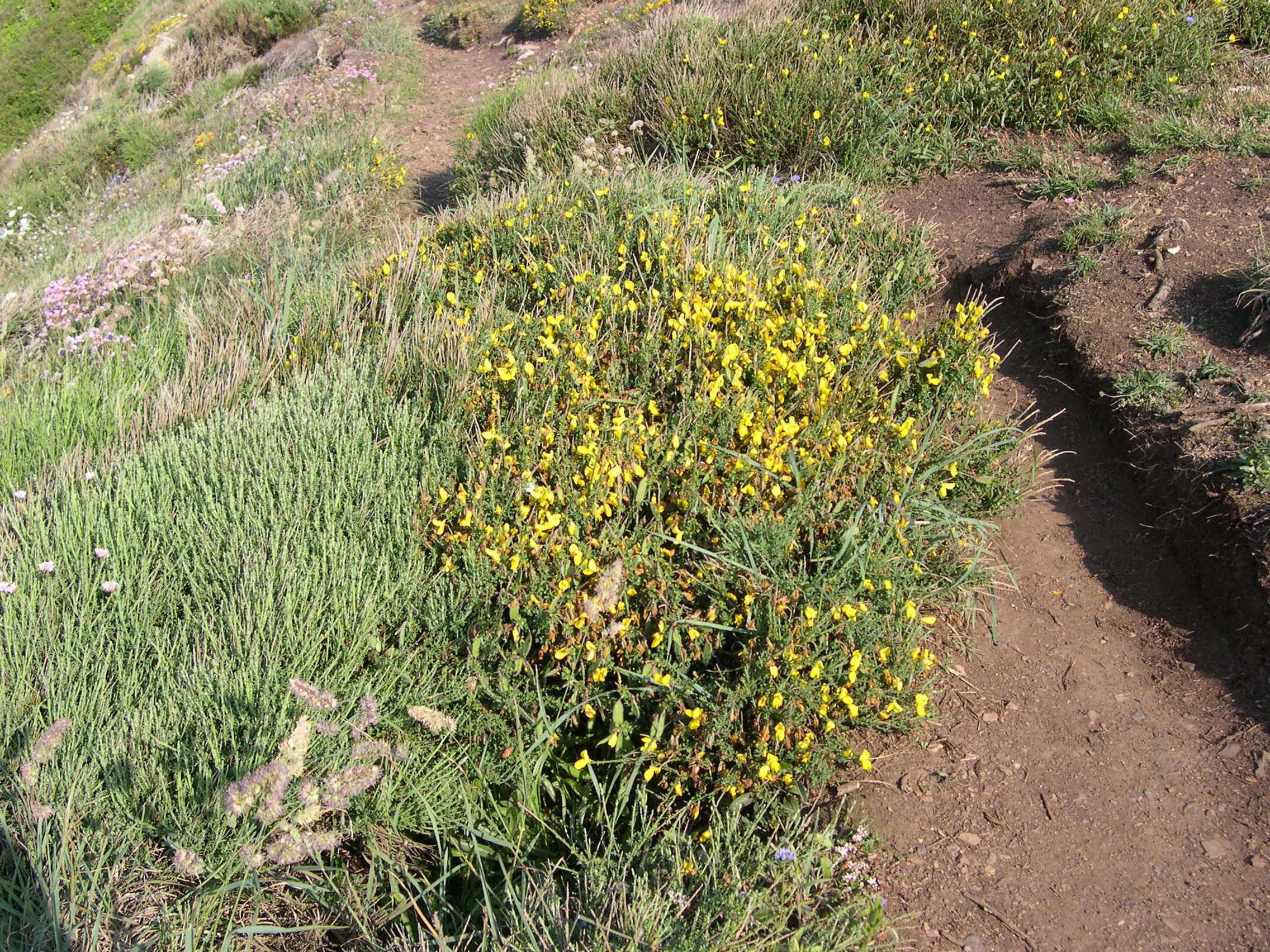 Afficher le média cytisus_scoparius_maritimus1md cytisus_scoparius_maritimus1md