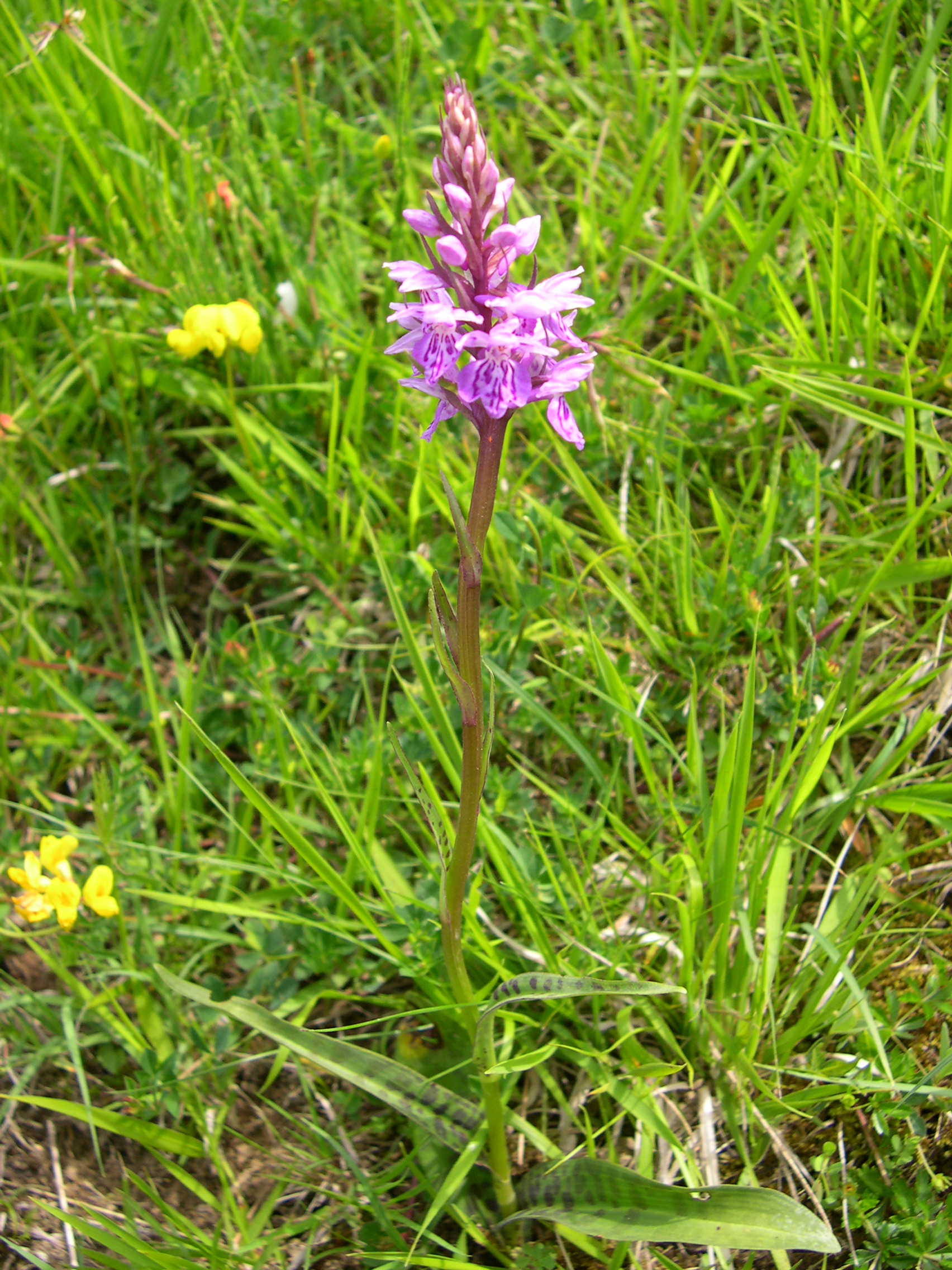 dactylorhiza_maculata1sd