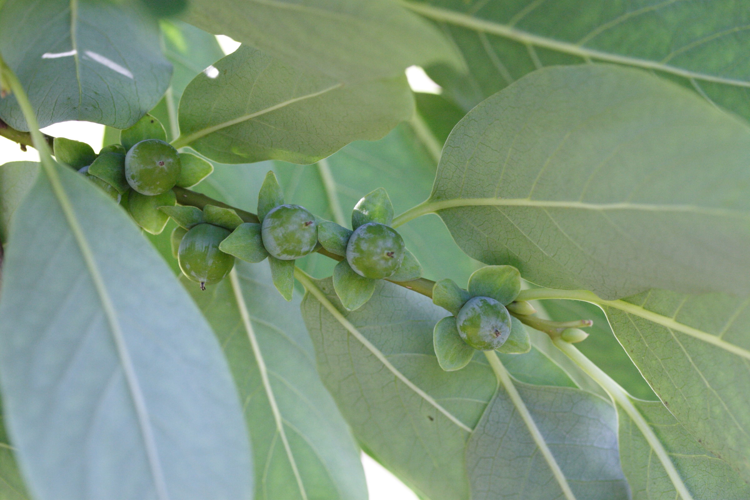 Afficher le média diospyros_lotus3md diospyros_lotus3md