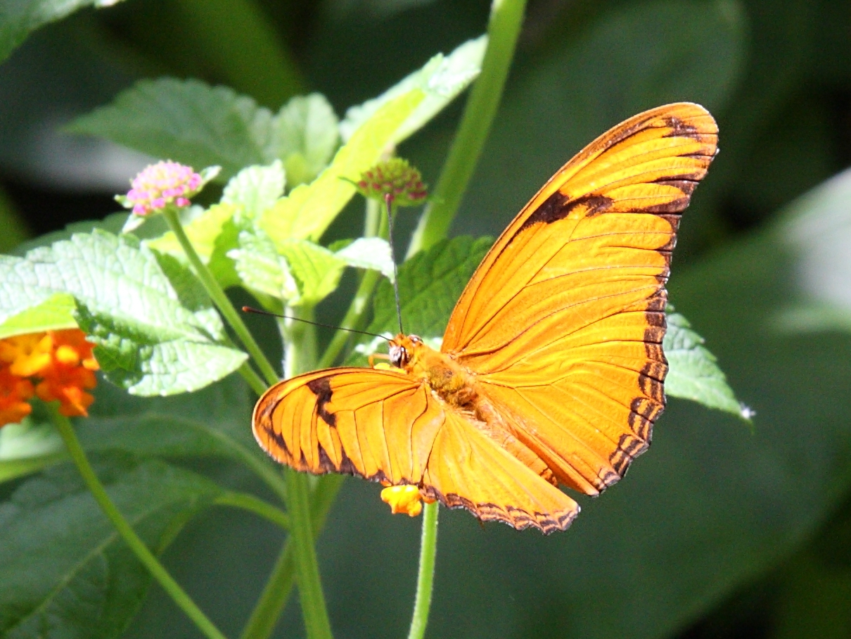 dryas_iulia_dominicana2md