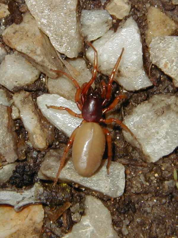 dysdera_crocata2md