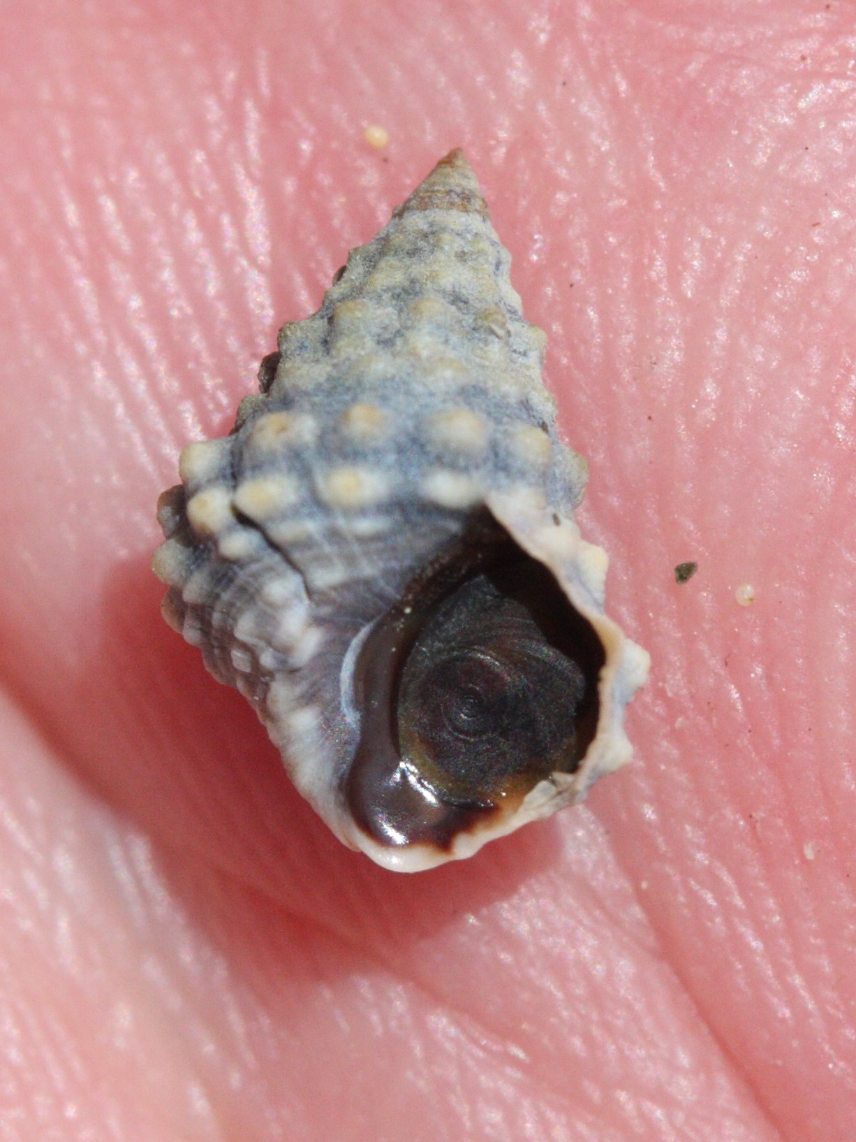 echinolittorina_tuberculata3md